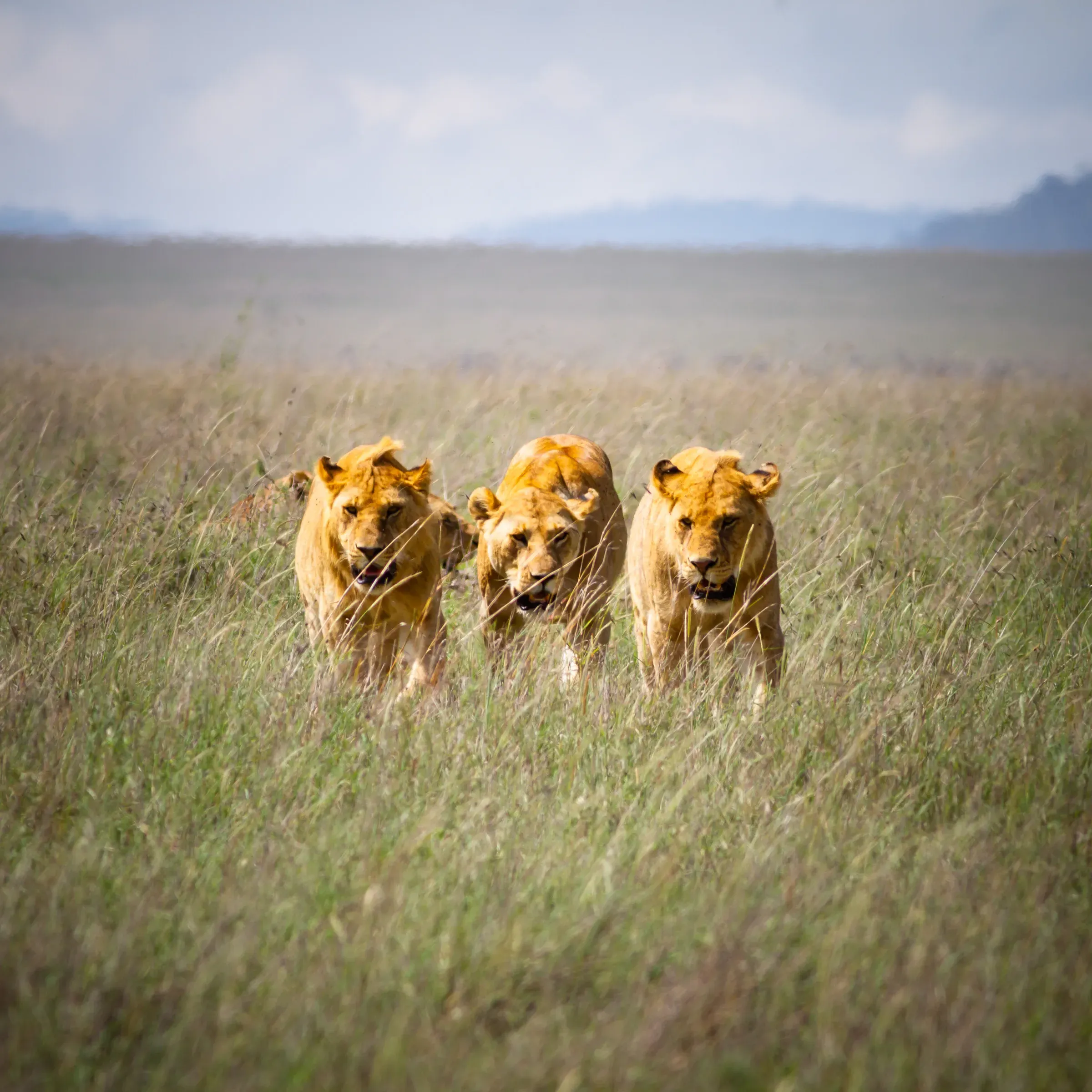 Three lionesses moving in formation through tall Serengeti grass, mountains faint on the horizon behind them