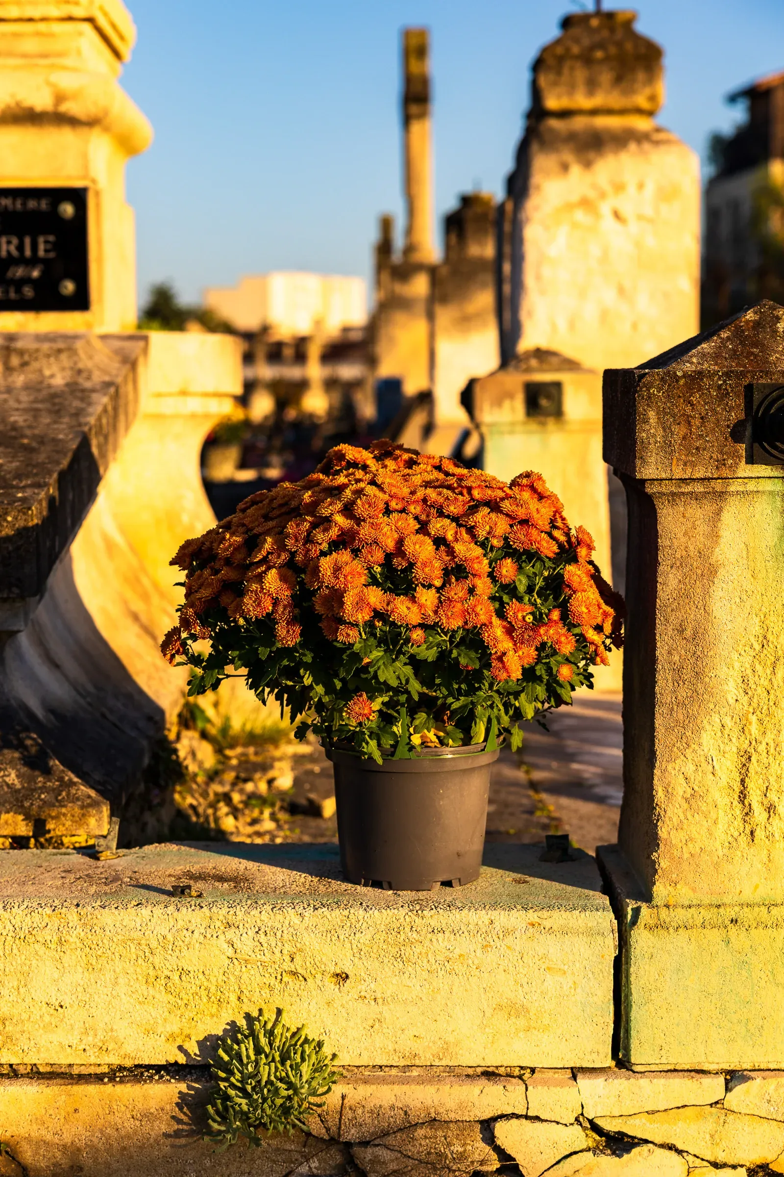Orange chrysanthemum in a pot resting on a sunlit stone grave, cemetery headstones in golden hour light, Bordeaux