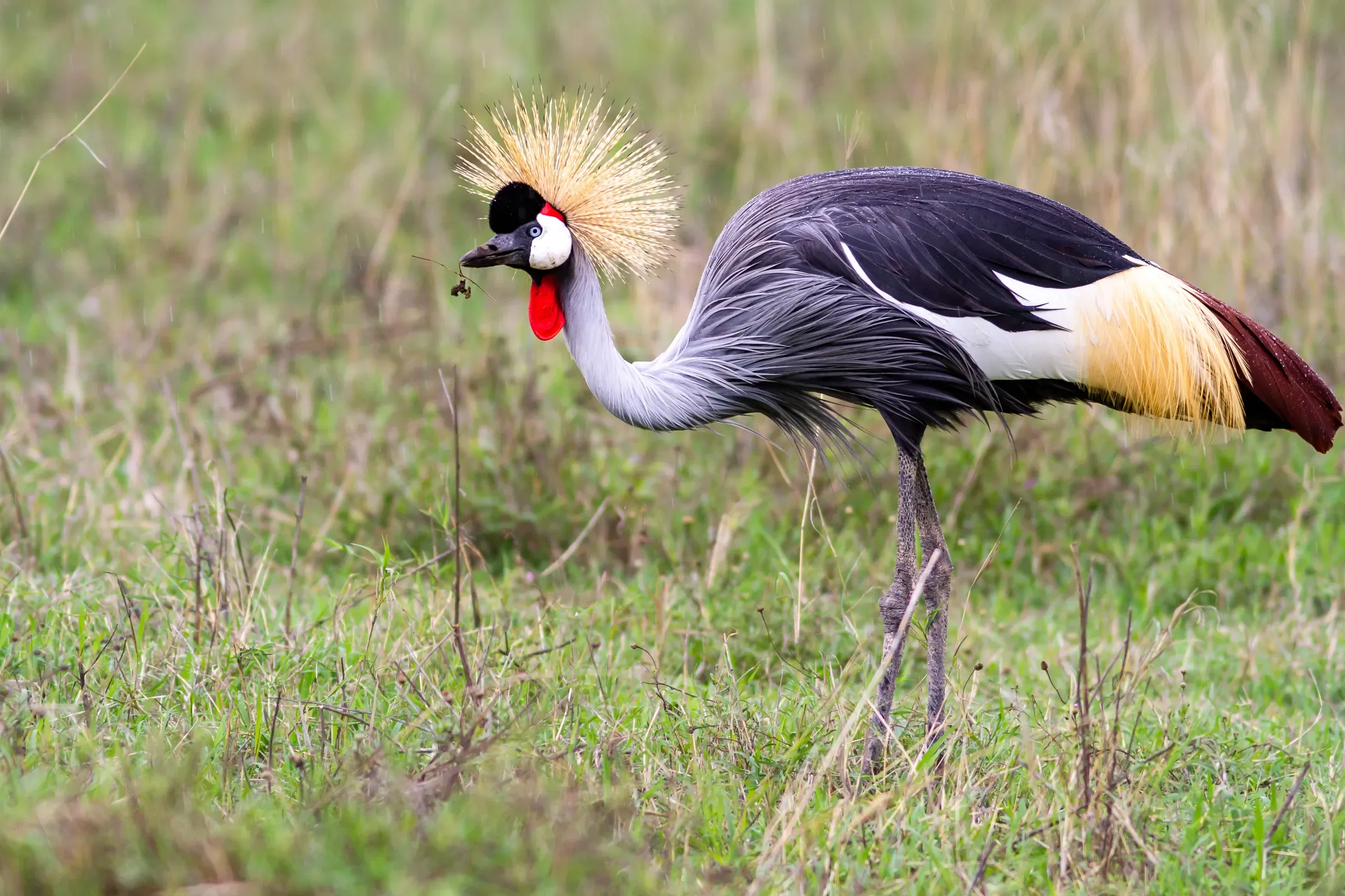 Grey crowned crane foraging in short grass, golden crest fanned out, red wattle bright, beak bent toward the ground
