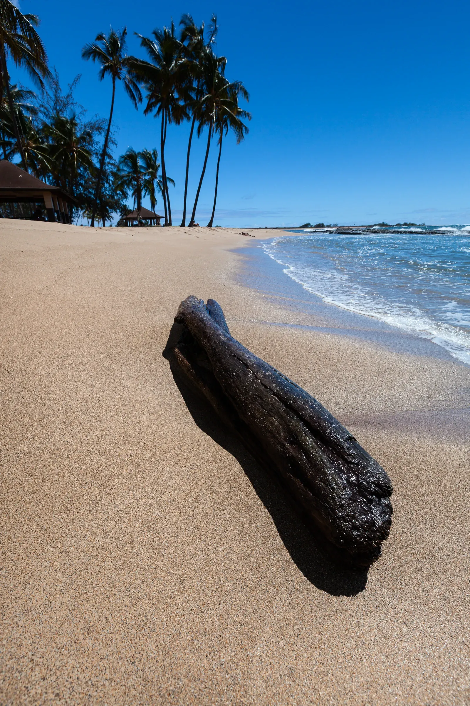 Driftwood log on a tropical beach, Hawaii — palm trees framing a deep blue sky, gentle surf on fine sand