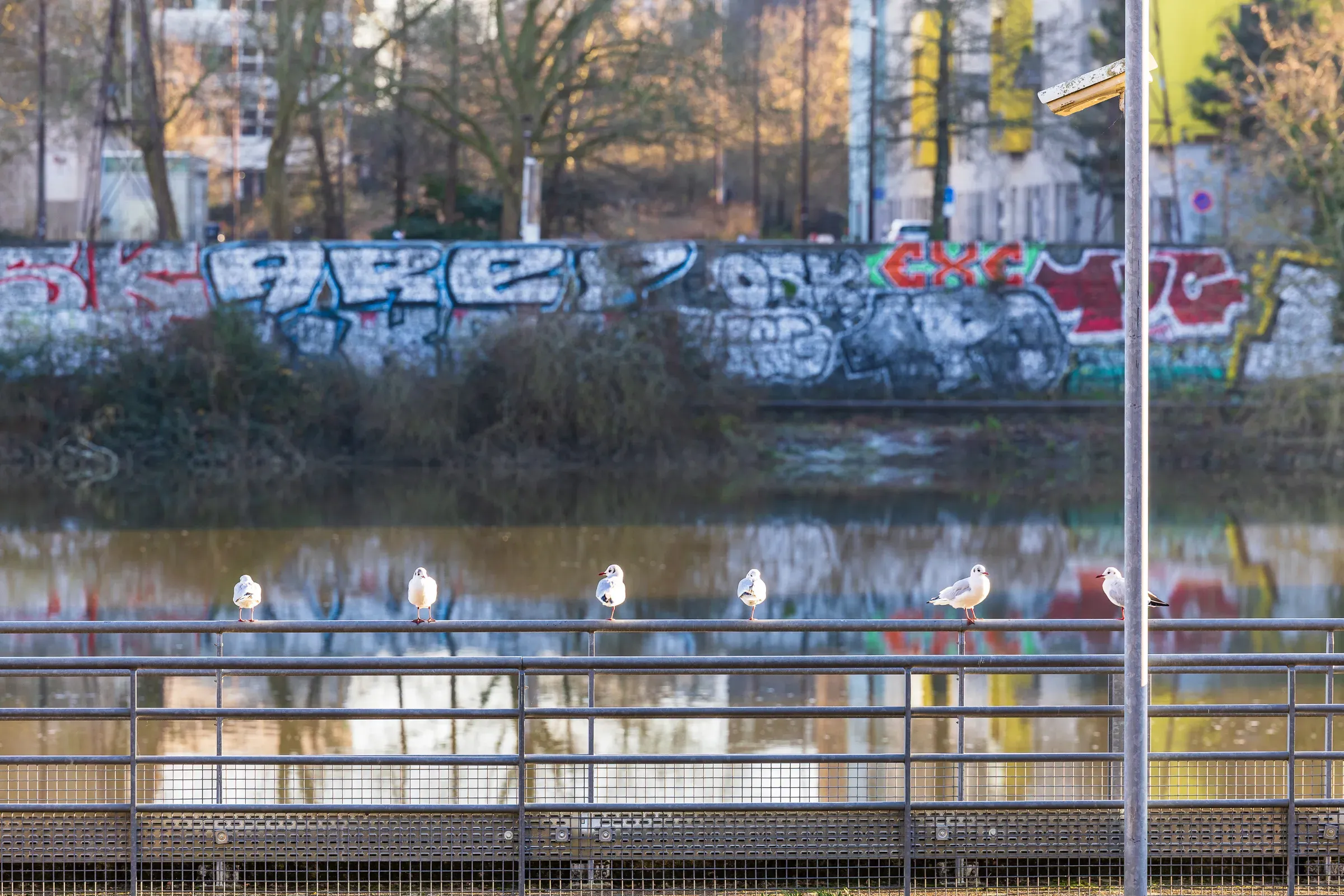 A row of seagulls perched on a metal bridge railing, a graffiti-covered wall across the river behind them