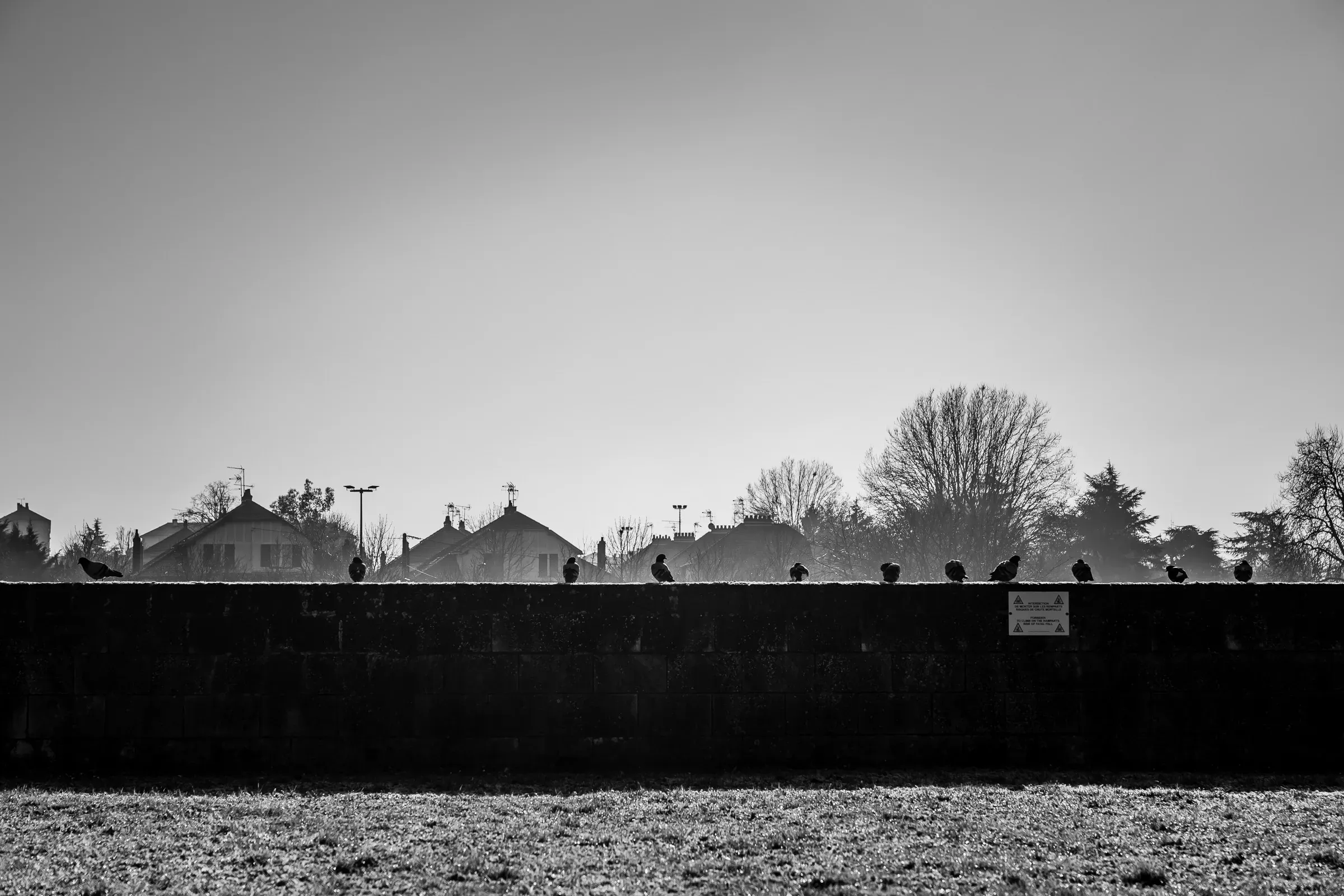 Black and white — row of pigeons silhouetted on a low stone wall, suburban rooftops and bare trees against a flat grey sky, Saumur