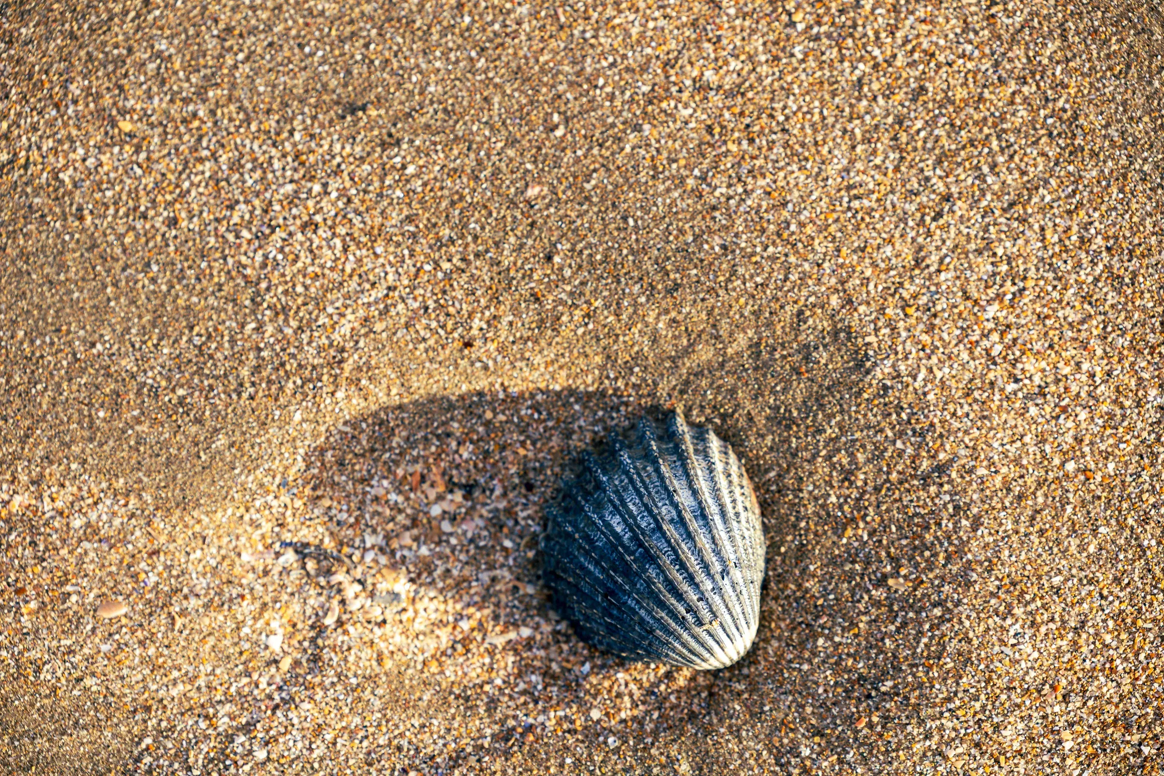 Single dark ribbed shell half-buried in warm golden sand, afternoon light casting a shadow beside it, Trouville