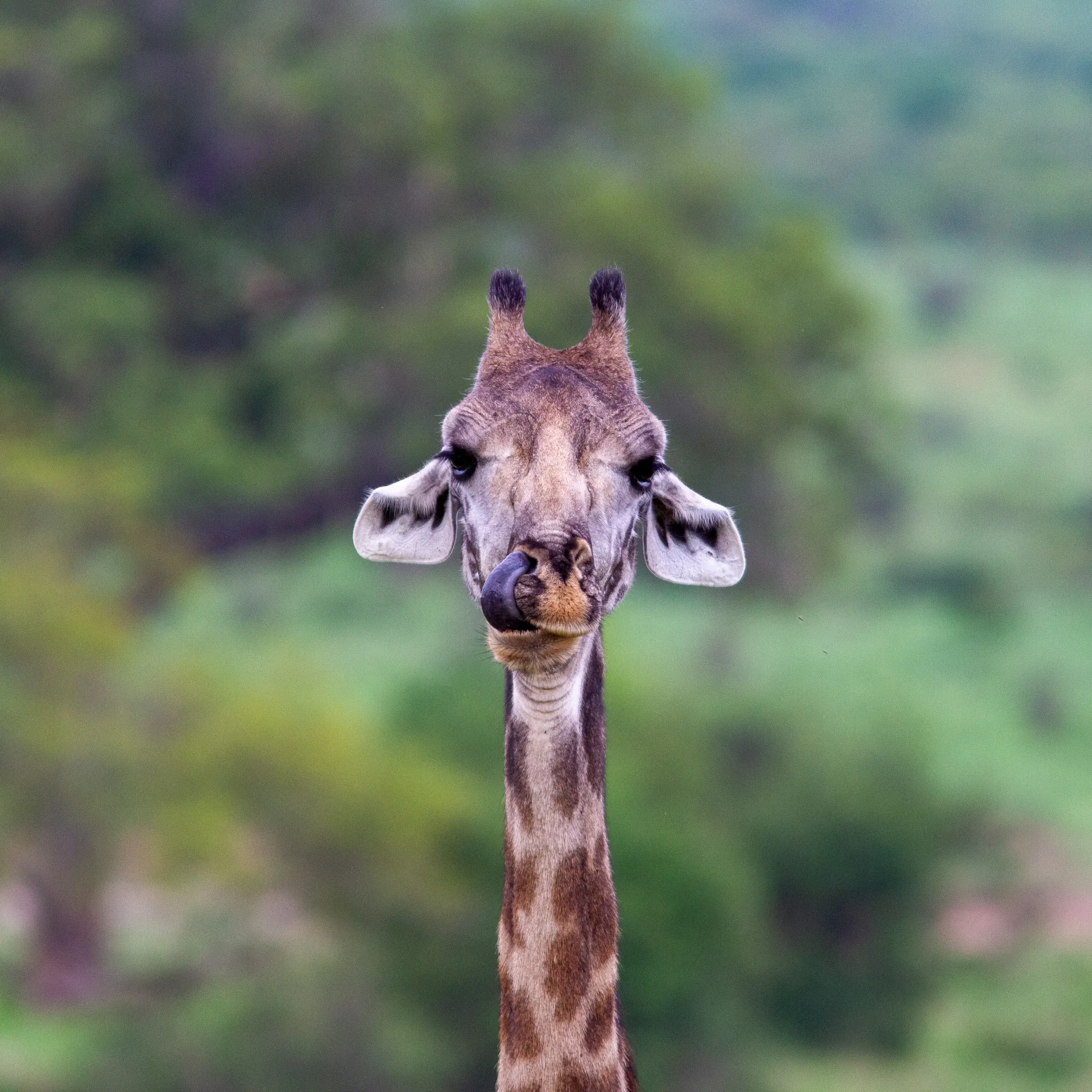 Giraffe head and long neck centred in the frame, looking straight down at the camera, green forest soft behind