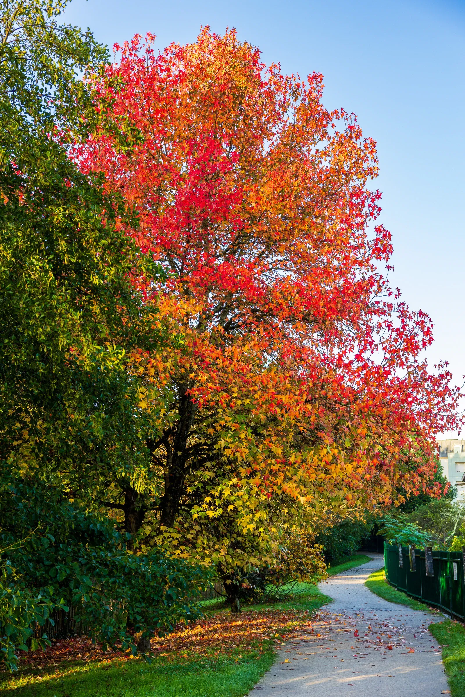 A single tree in full autumn red against a clear blue sky beside a tree-lined path, Bordeaux