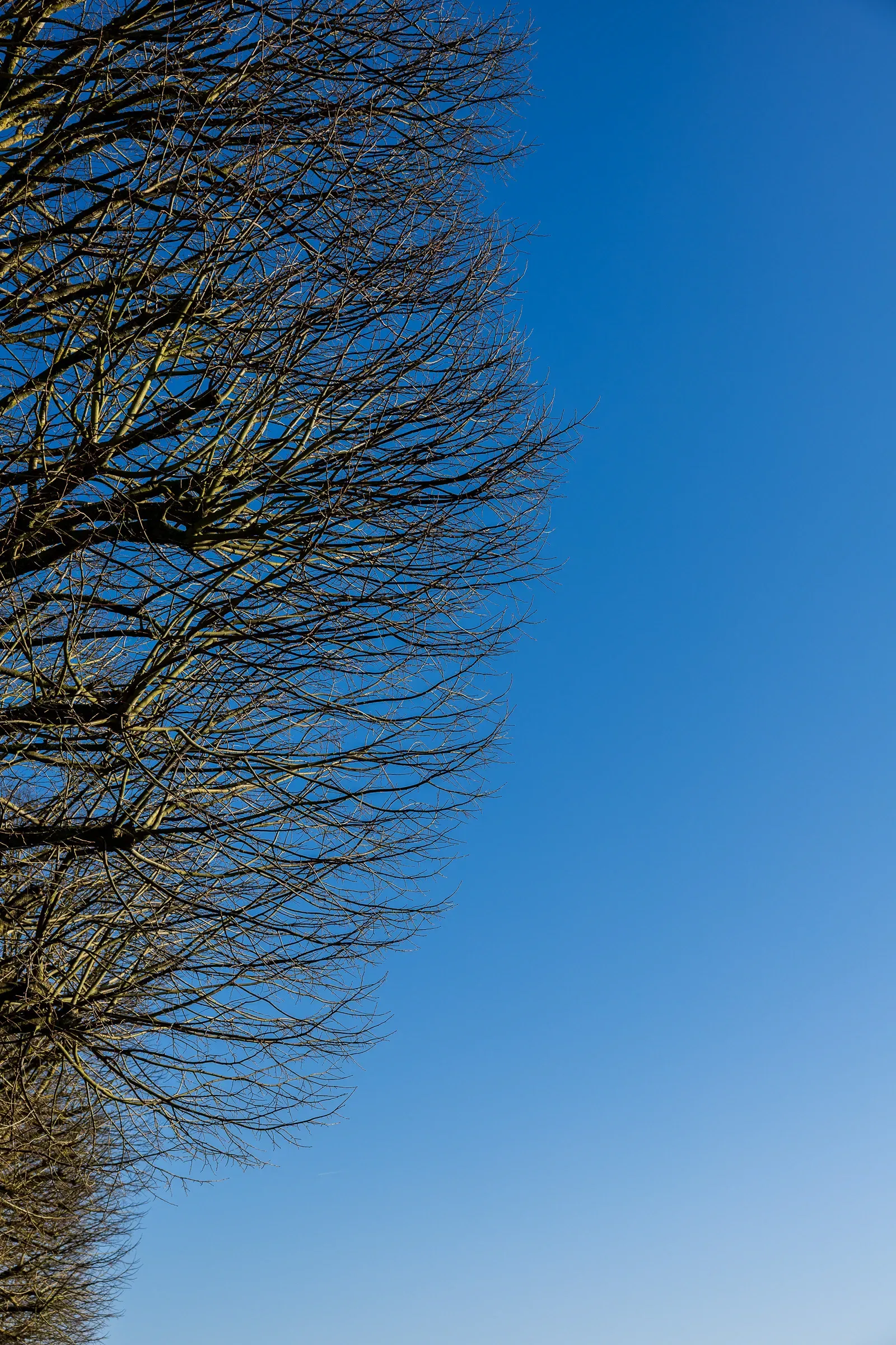 Bare winter tree branches filling the left frame against a deep January blue sky, Saumur