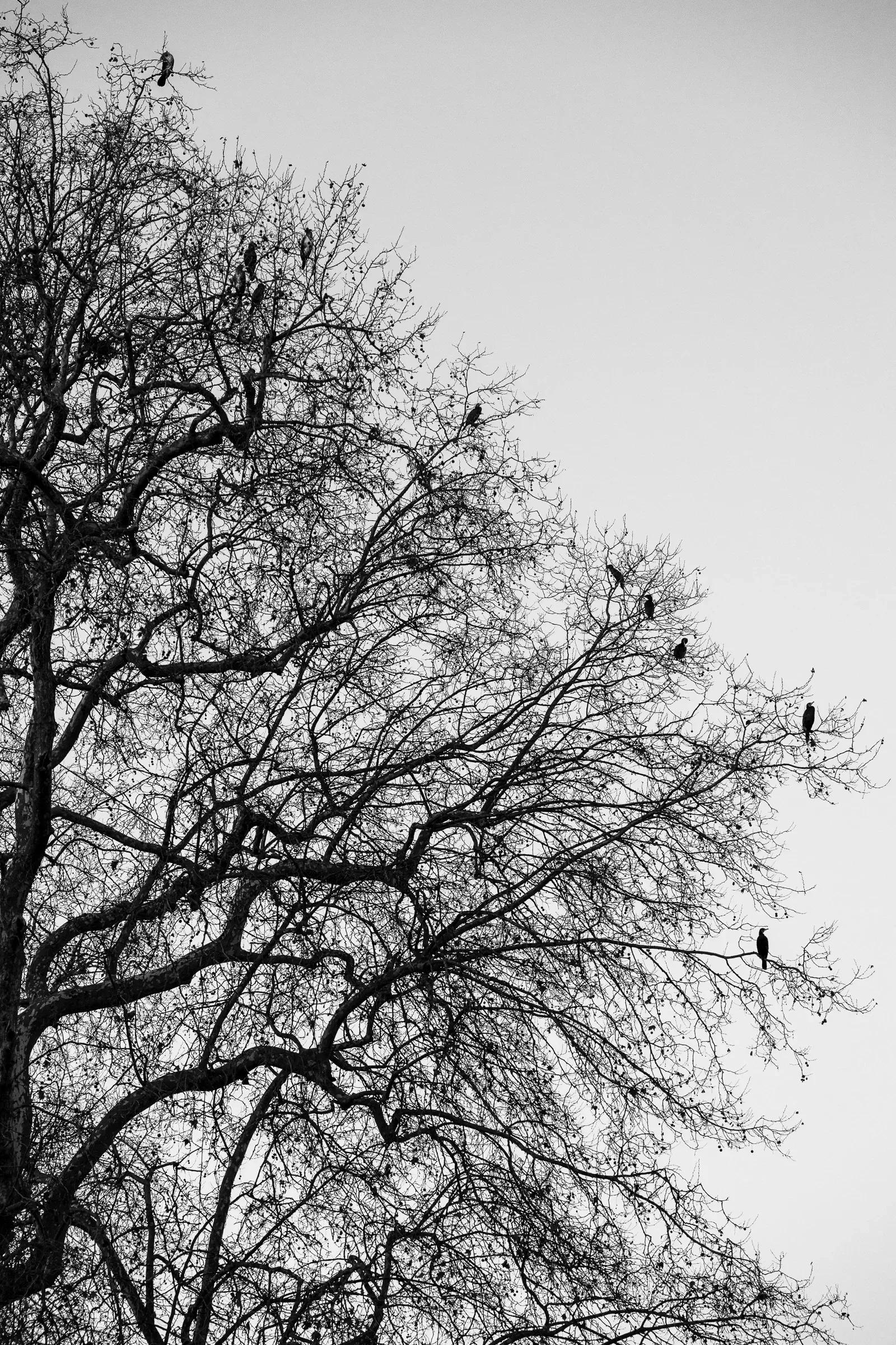 apicaday