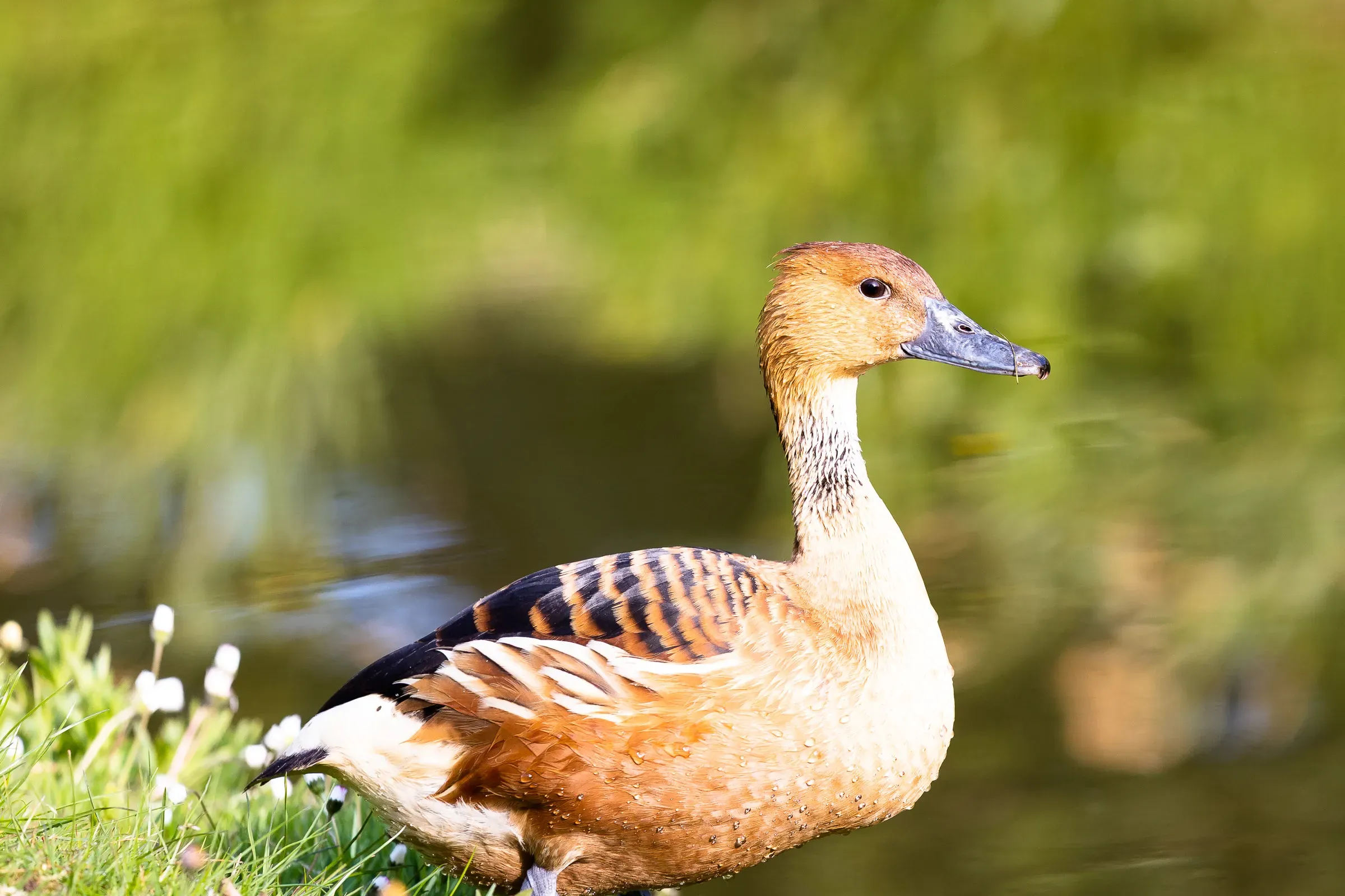 Fulvous whistling duck standing on a grassy bank in bright sunlight, water glinting out of focus behind