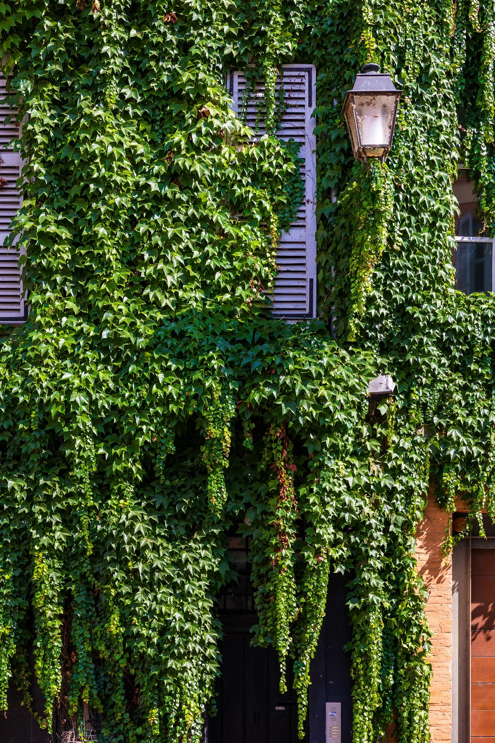 Building facade almost entirely covered in dense ivy, blue-grey shutters barely visible behind the growth, two wall-mounted lanterns protruding through, Toulouse