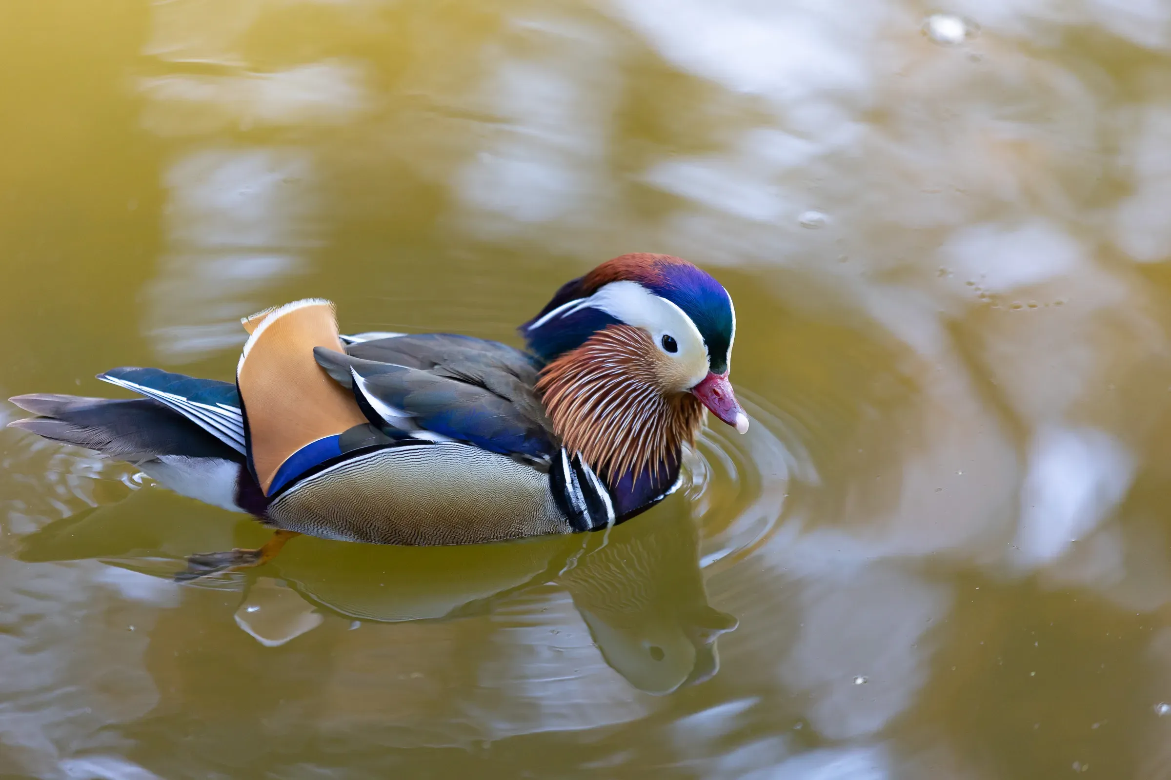 Male mandarin duck swimming in amber-coloured water, iridescent blue, orange and chestnut plumage, water rippling around him