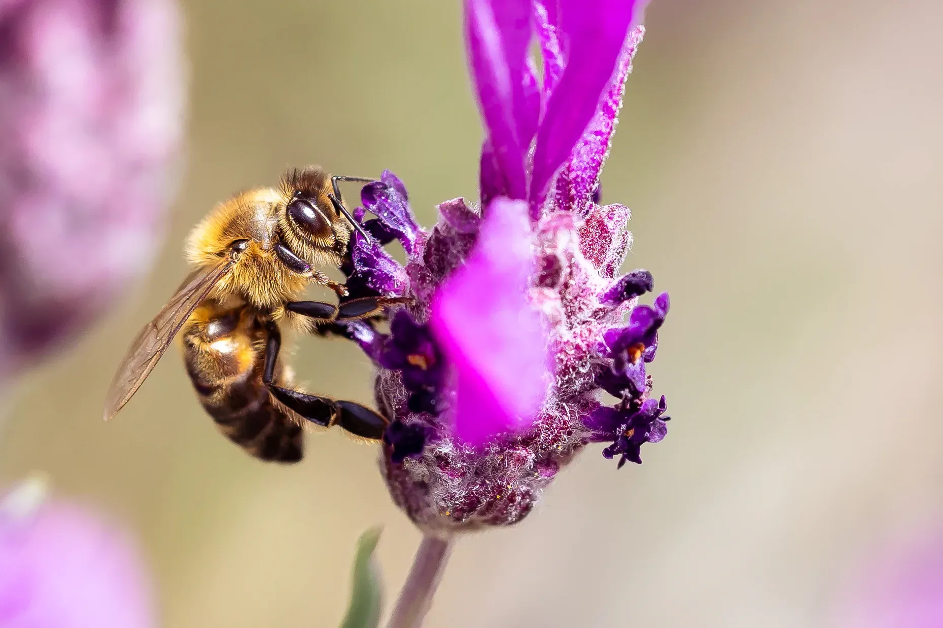 Honeybee working the petals of a deep purple lavender bloom, wings still, pollen visible, warm neutral background
