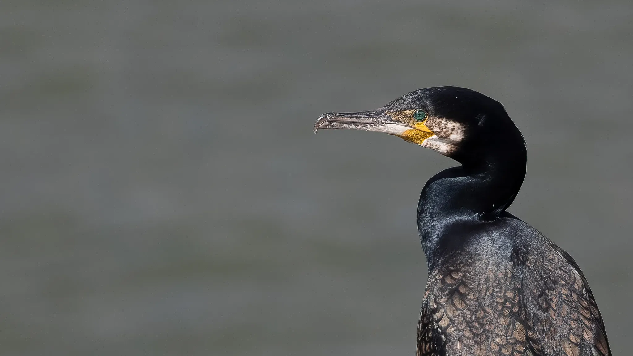 Great cormorant in profile against a flat grey water background, teal eye sharp, yellow throat patch and black plumage