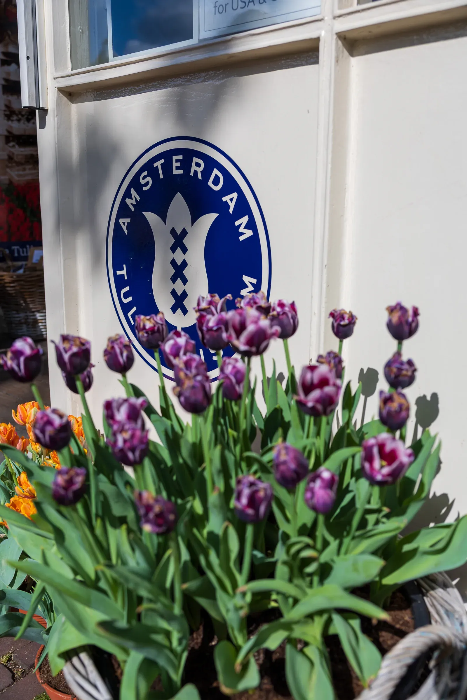 Purple tulips in the foreground with a blue circular Tulip Amsterdam logo sign on a white wall behind