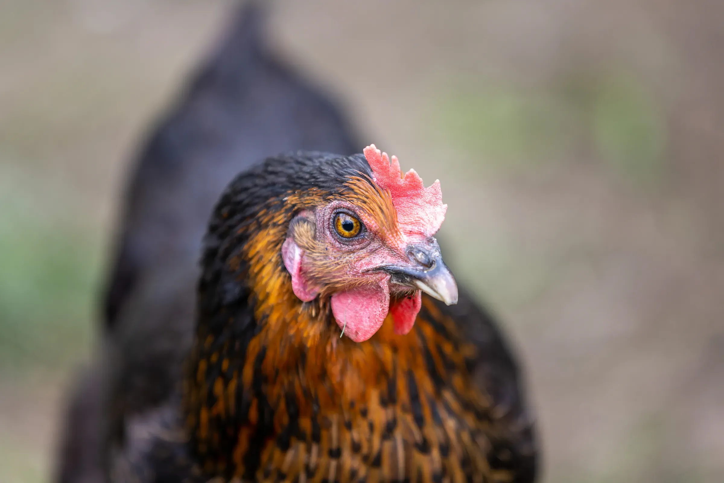 Hen close-up portrait, black and gold-laced plumage, small red comb, one amber eye looking straight at the lens