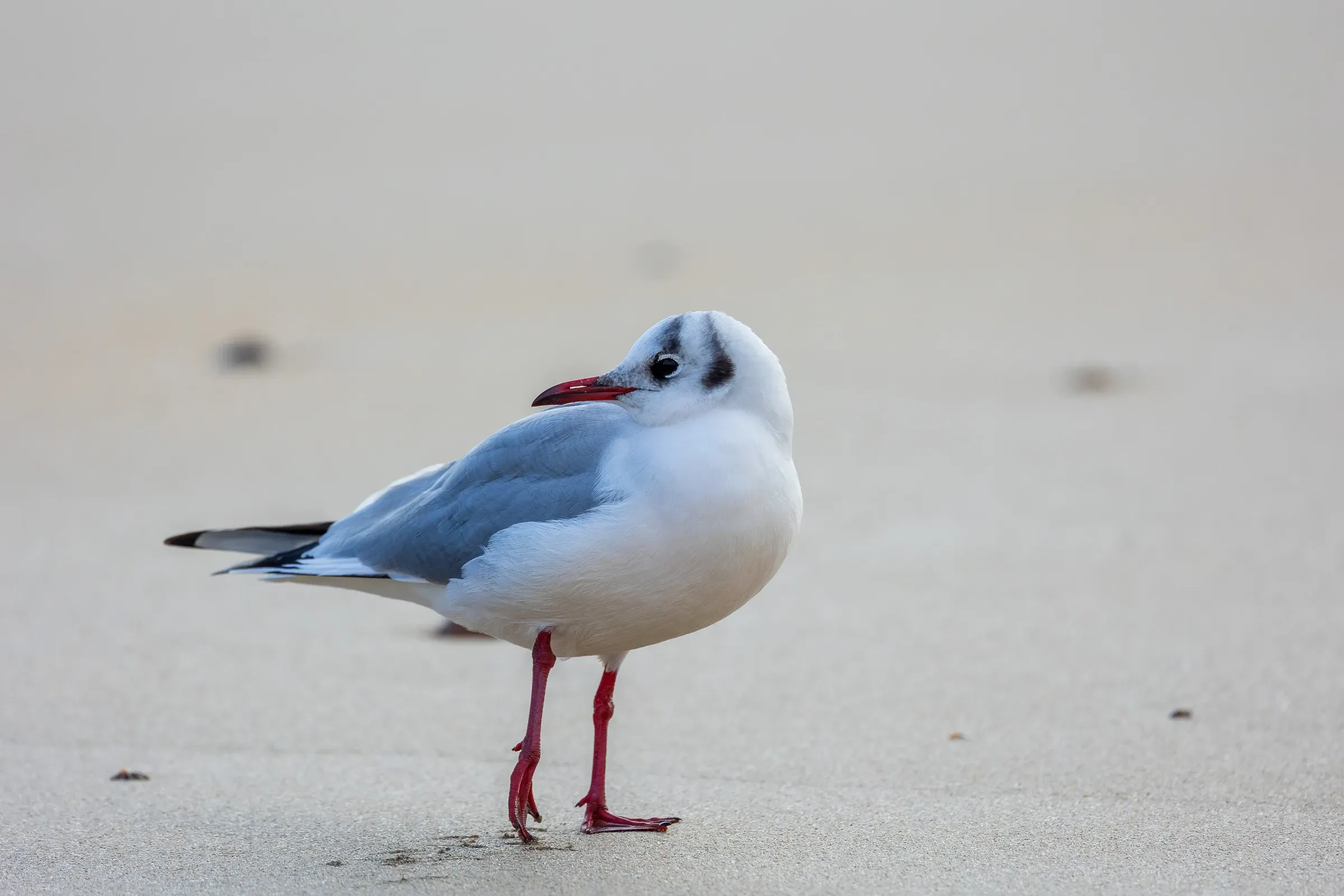 Black-headed gull standing alone on a pale sand beach, red legs and beak, winter plumage, misty background