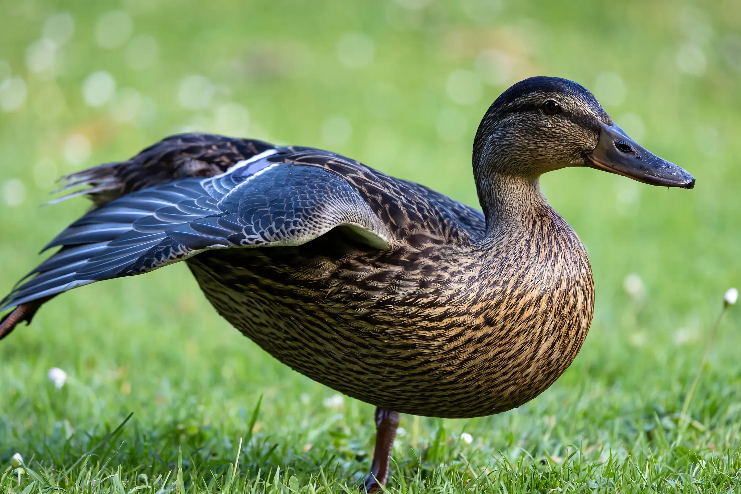 Female mallard standing on short grass, one wing half-raised, brown-streaked plumage, detail sharp across the body