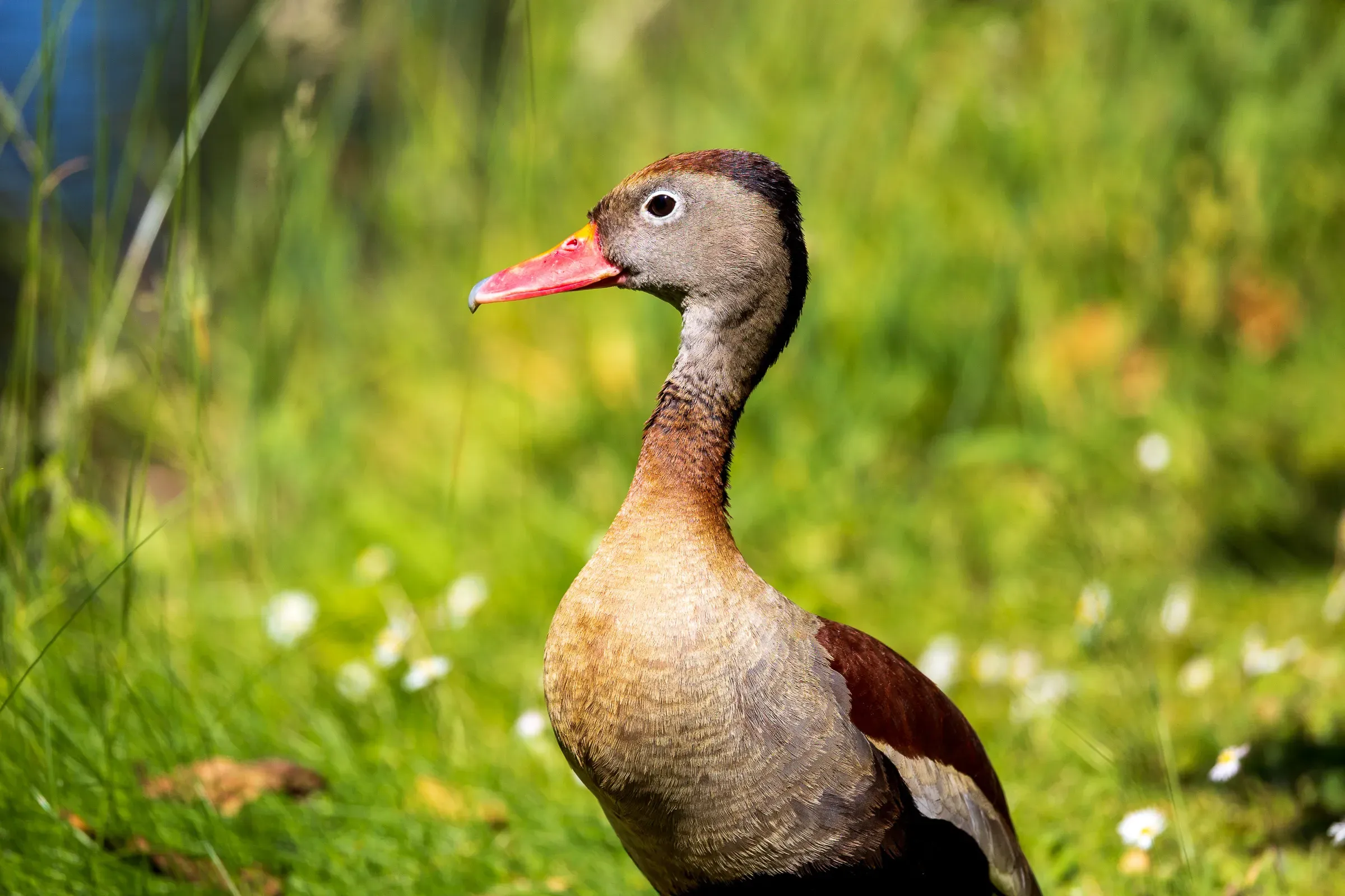 Black-bellied whistling duck standing in grass, head turned, vivid orange-red beak, grey face, chestnut body