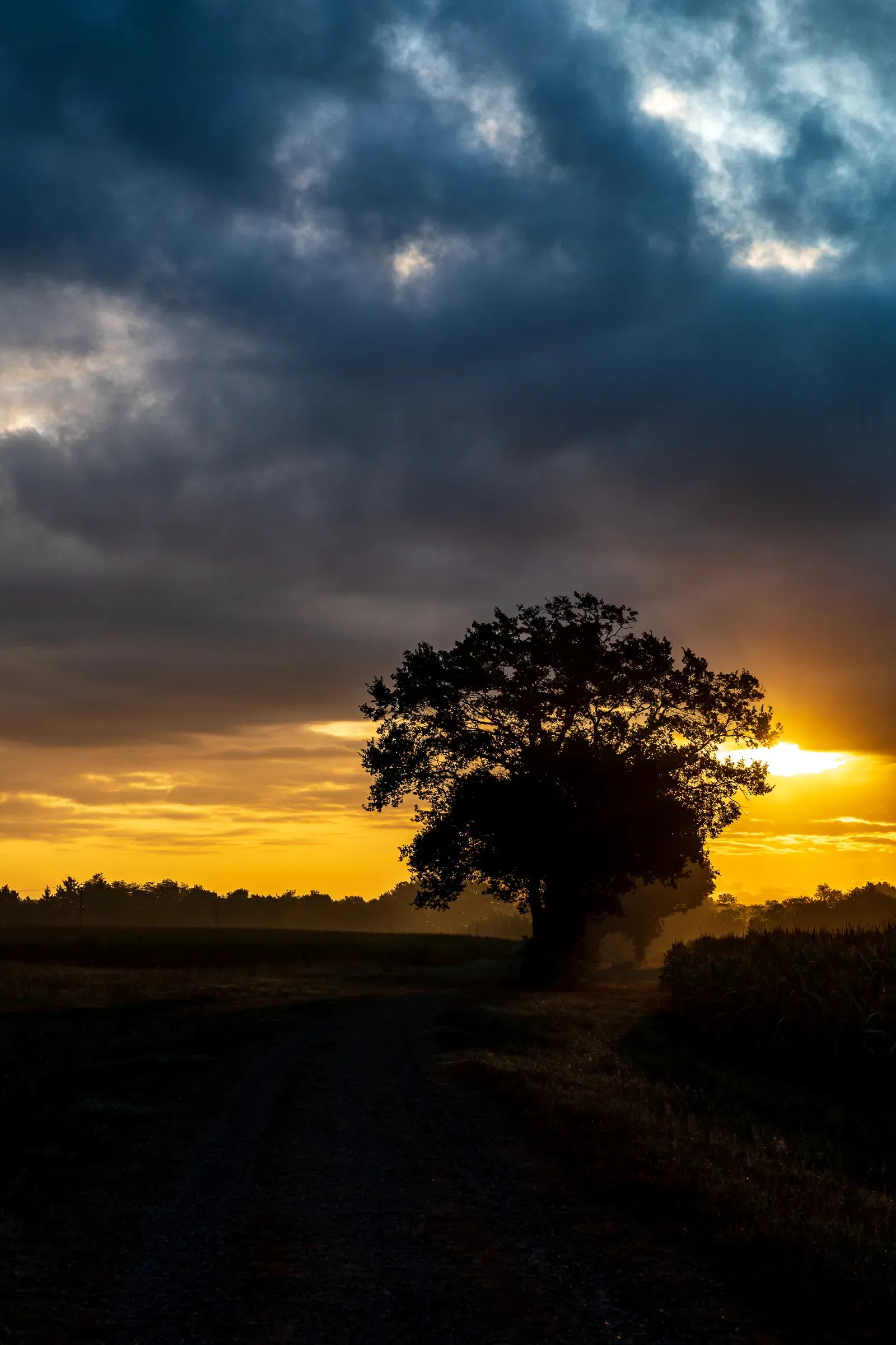 Lone tree silhouetted at sunset, Chalosse — golden horizon, dark storm clouds overhead, dirt road through flat farmland