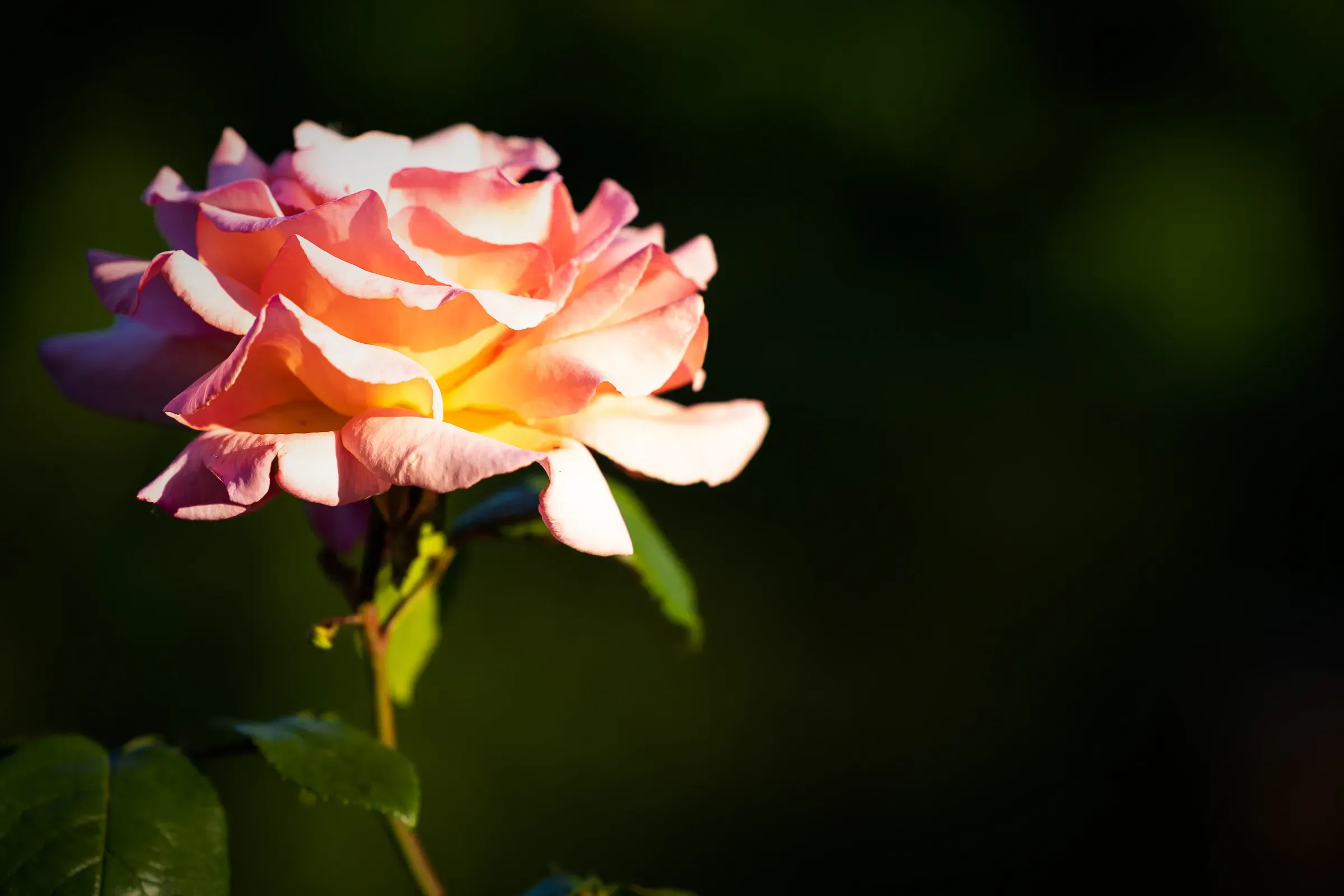 apicaday