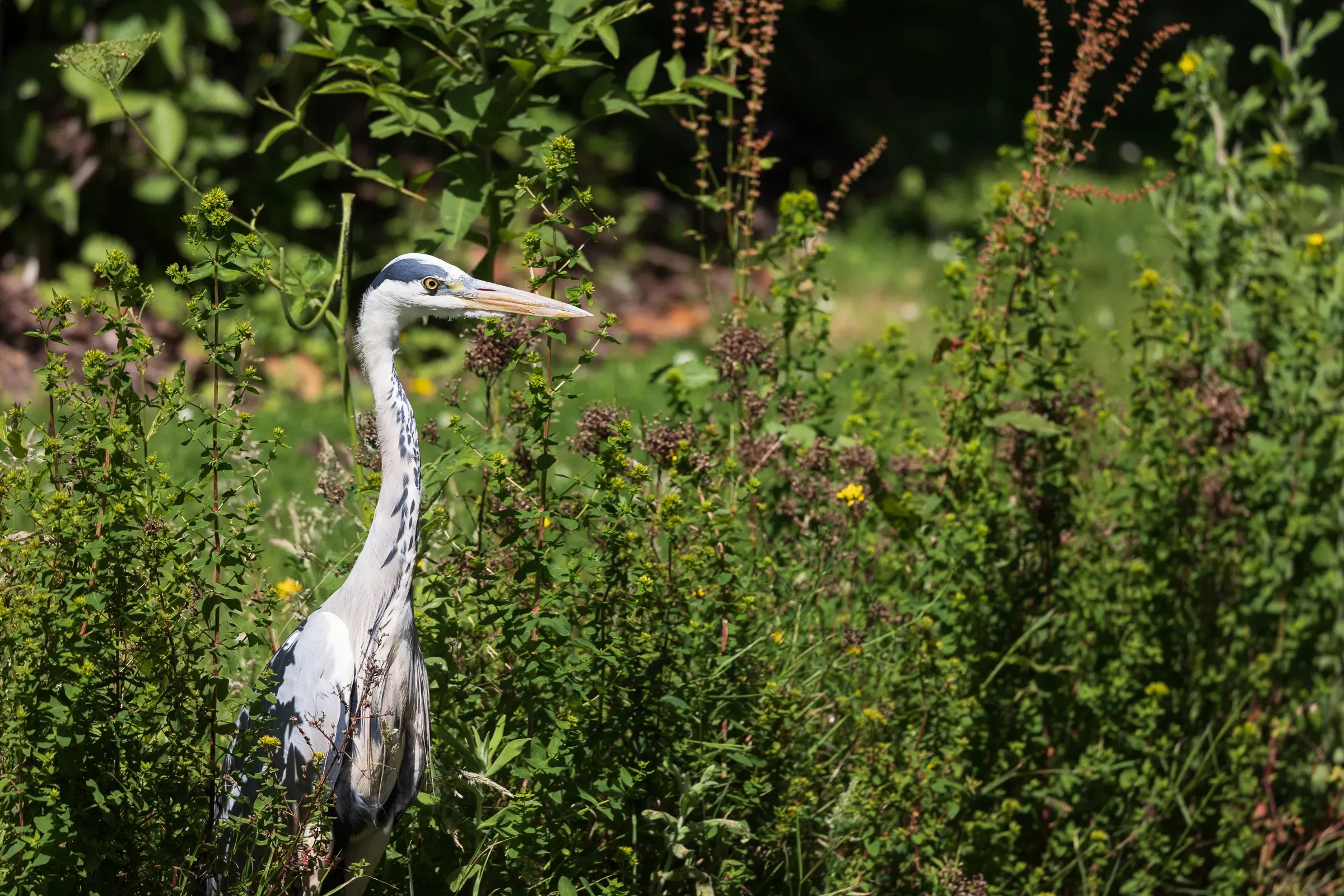 Grey heron standing tall in dense flowering vegetation, head up and alert, bright midday light filtering through the leaves