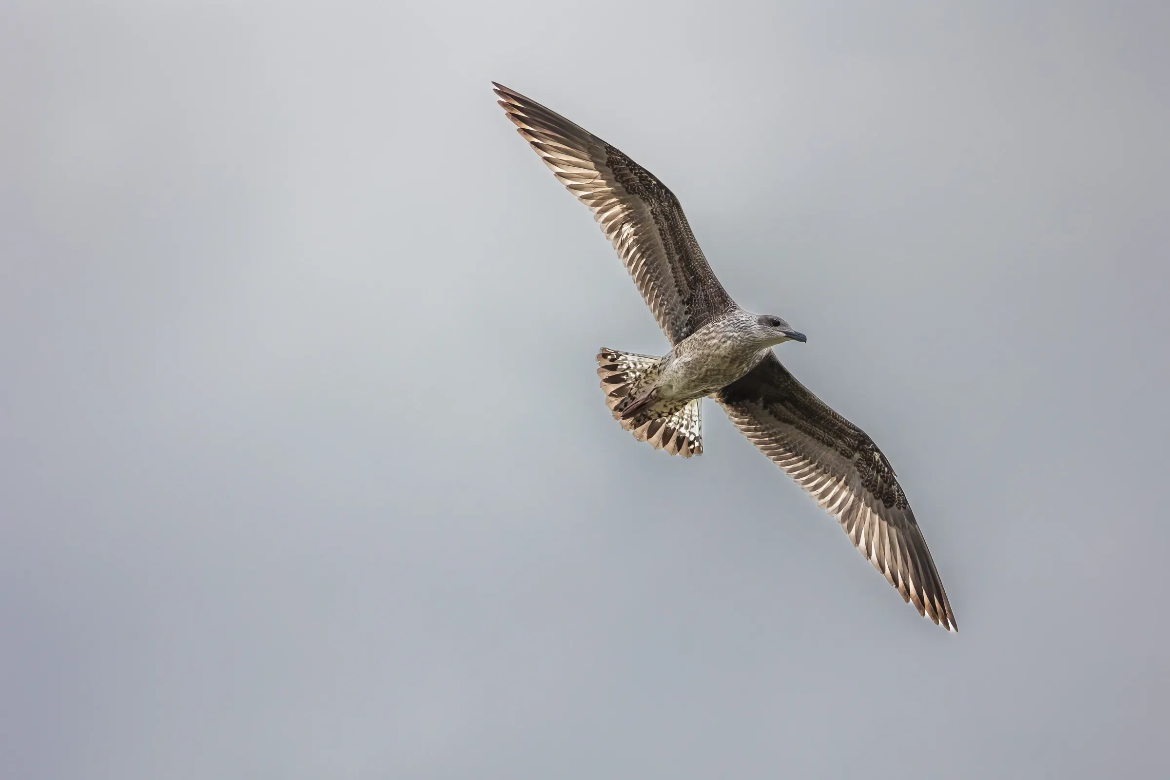 Juvenile large gull banking in flight against a flat grey sky, primary feathers fanned and backlit, mottled brown plumage