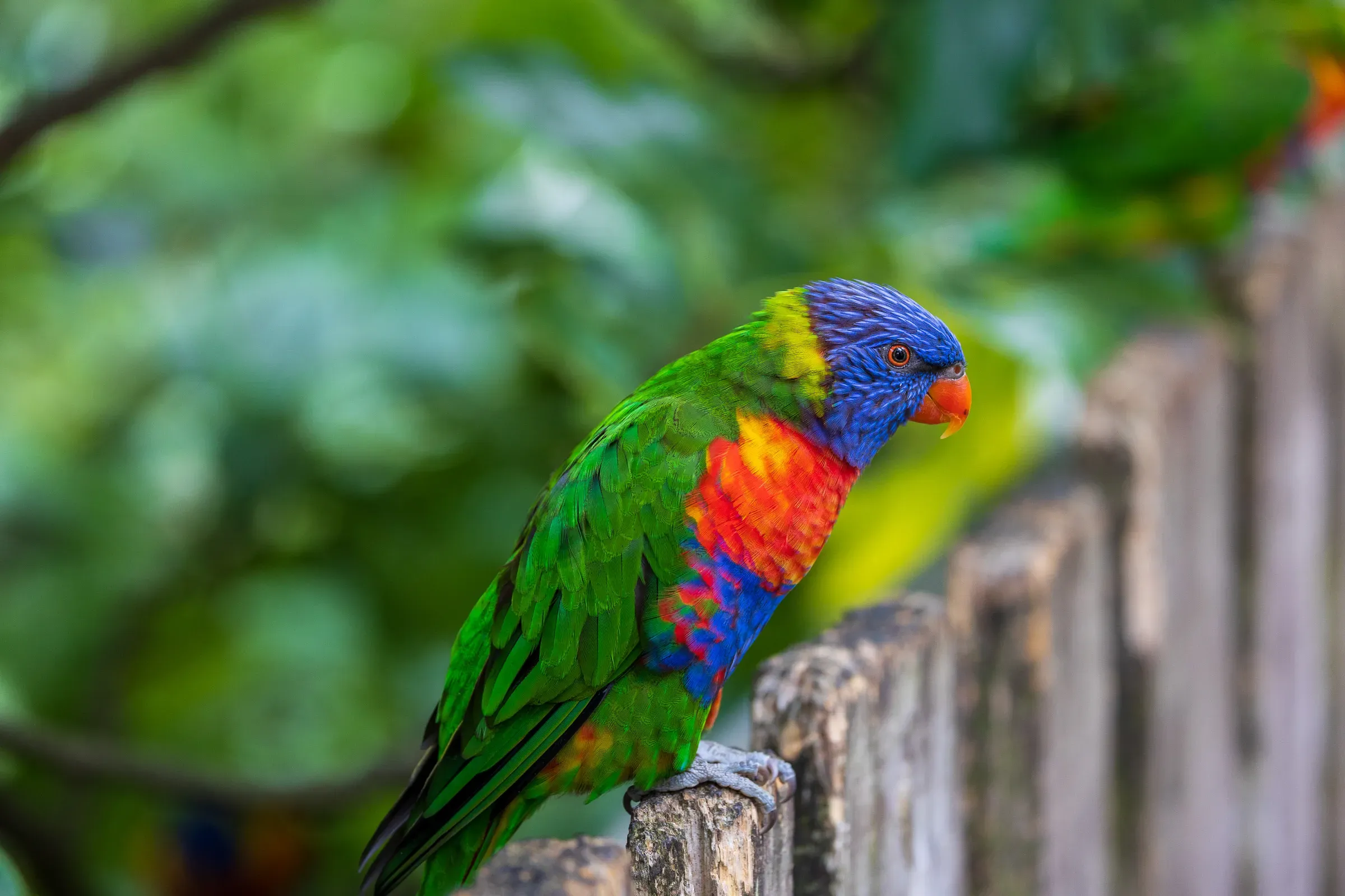 Rainbow lorikeet perched on a weathered wooden fence rail, blue head, green body, orange and red chest, bokeh of trees behind