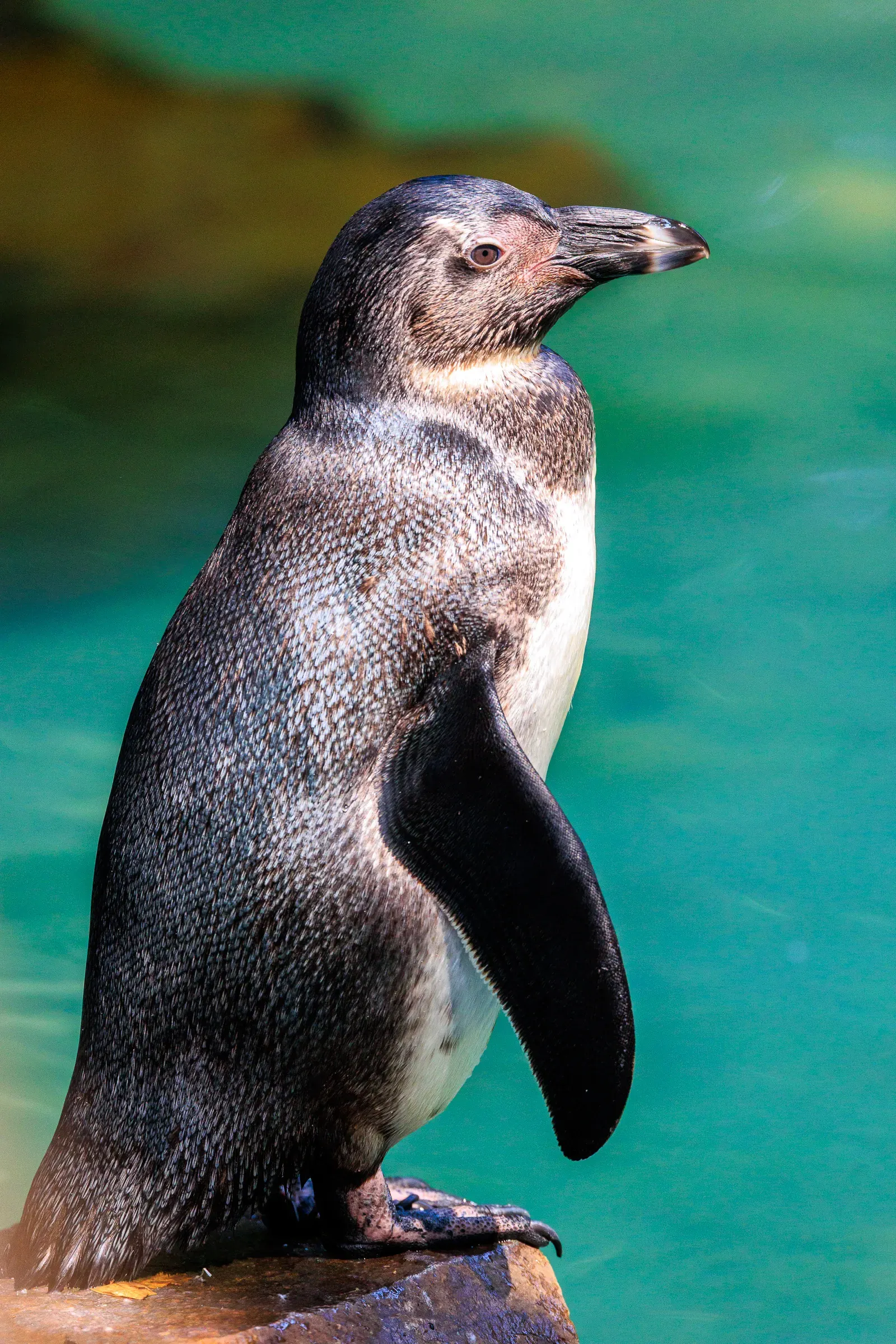 Humboldt penguin standing on a rock, looking to the right, turquoise water close behind