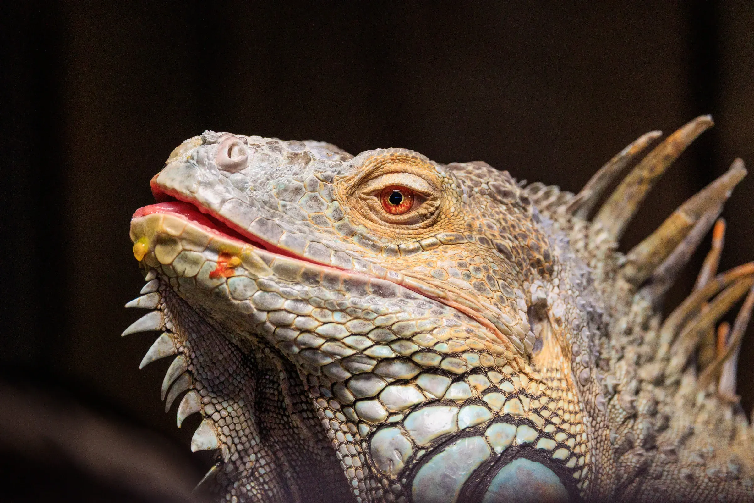 Green iguana head in close profile, eye and layered scales sharp against a near-black background, mouth slightly open