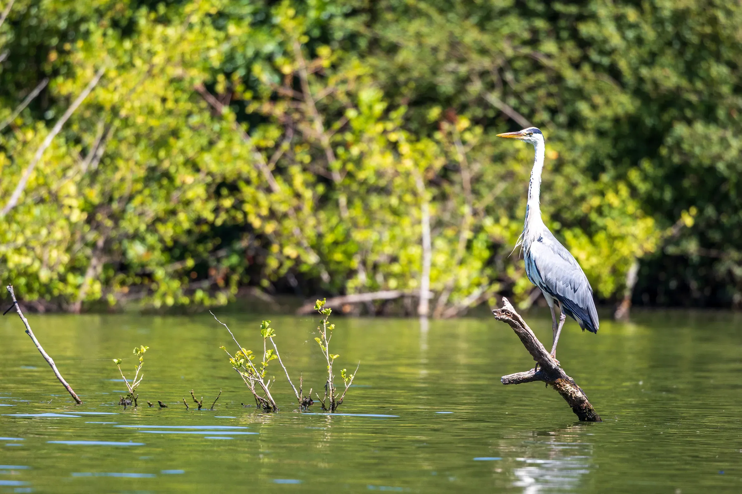 Grey heron perched on a low branch over a river, green mangrove-like vegetation surrounding, calm water below