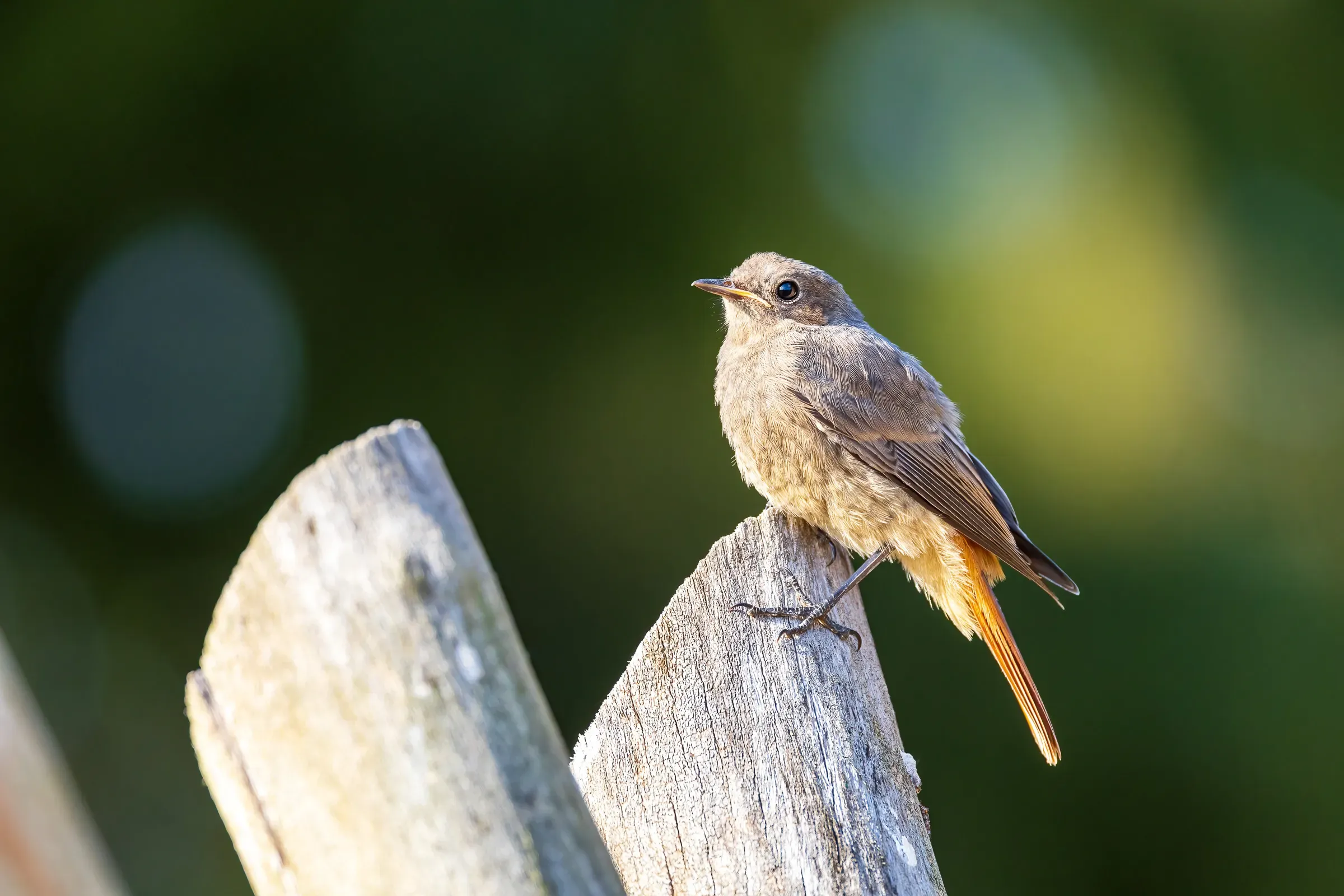 Black redstart perched on top of a weathered wooden post, rusty-orange tail, warm evening light, dark green bokeh background