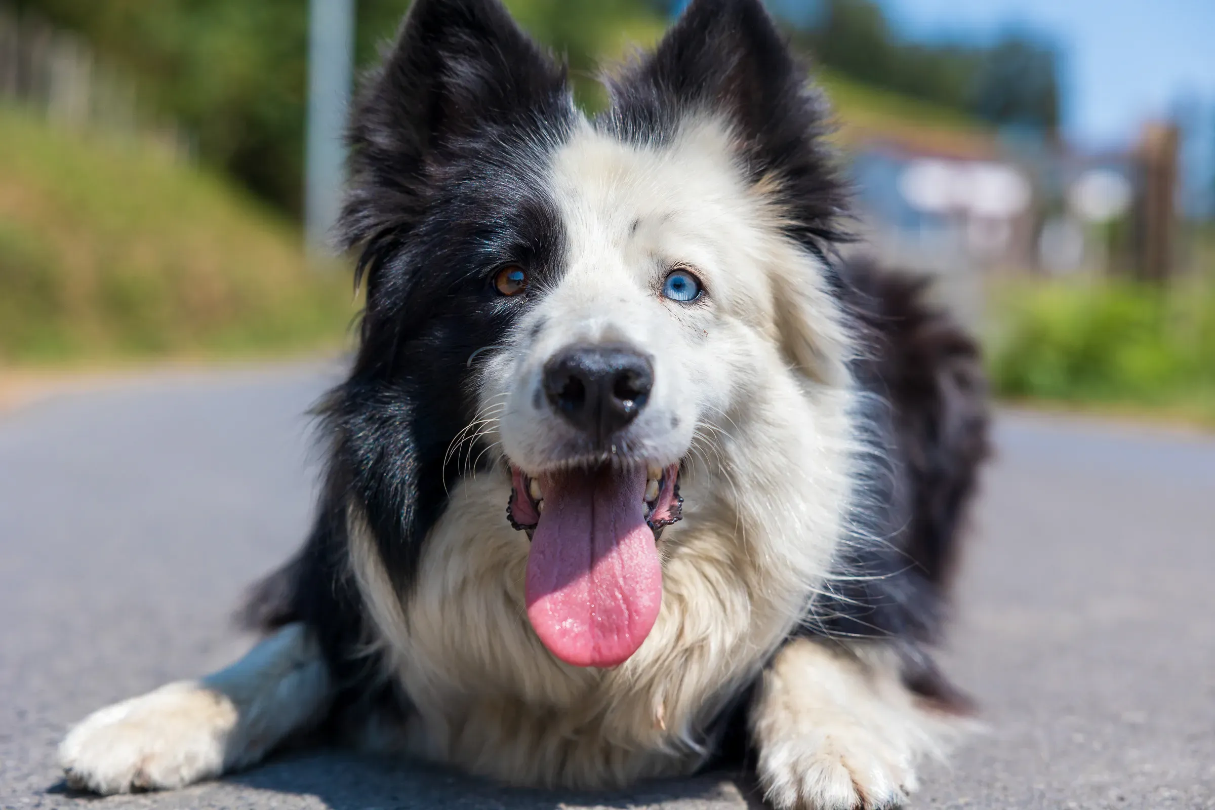 Border collie lying on tarmac in sunshine, tongue out, one blue eye and one brown eye looking at the camera