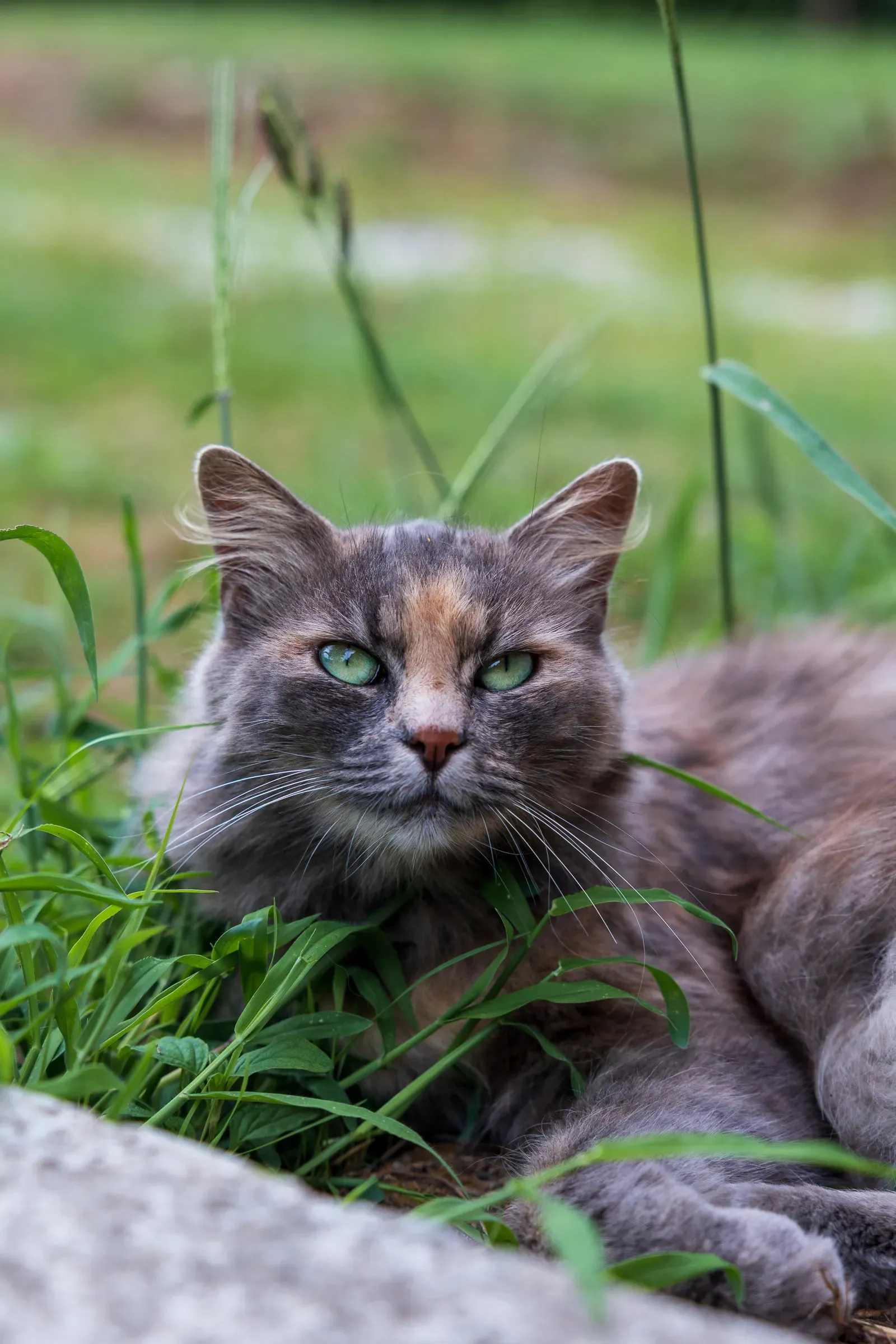 Long-haired grey cat lying in grass among tall green stems, pale green eyes looking directly at the camera