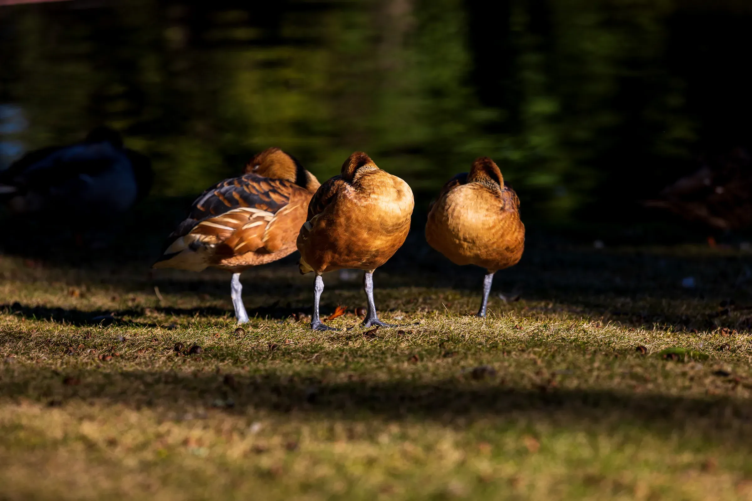 Three whistling ducks photographed from behind, standing at the edge of dark water in warm dappled light, backs to the camera