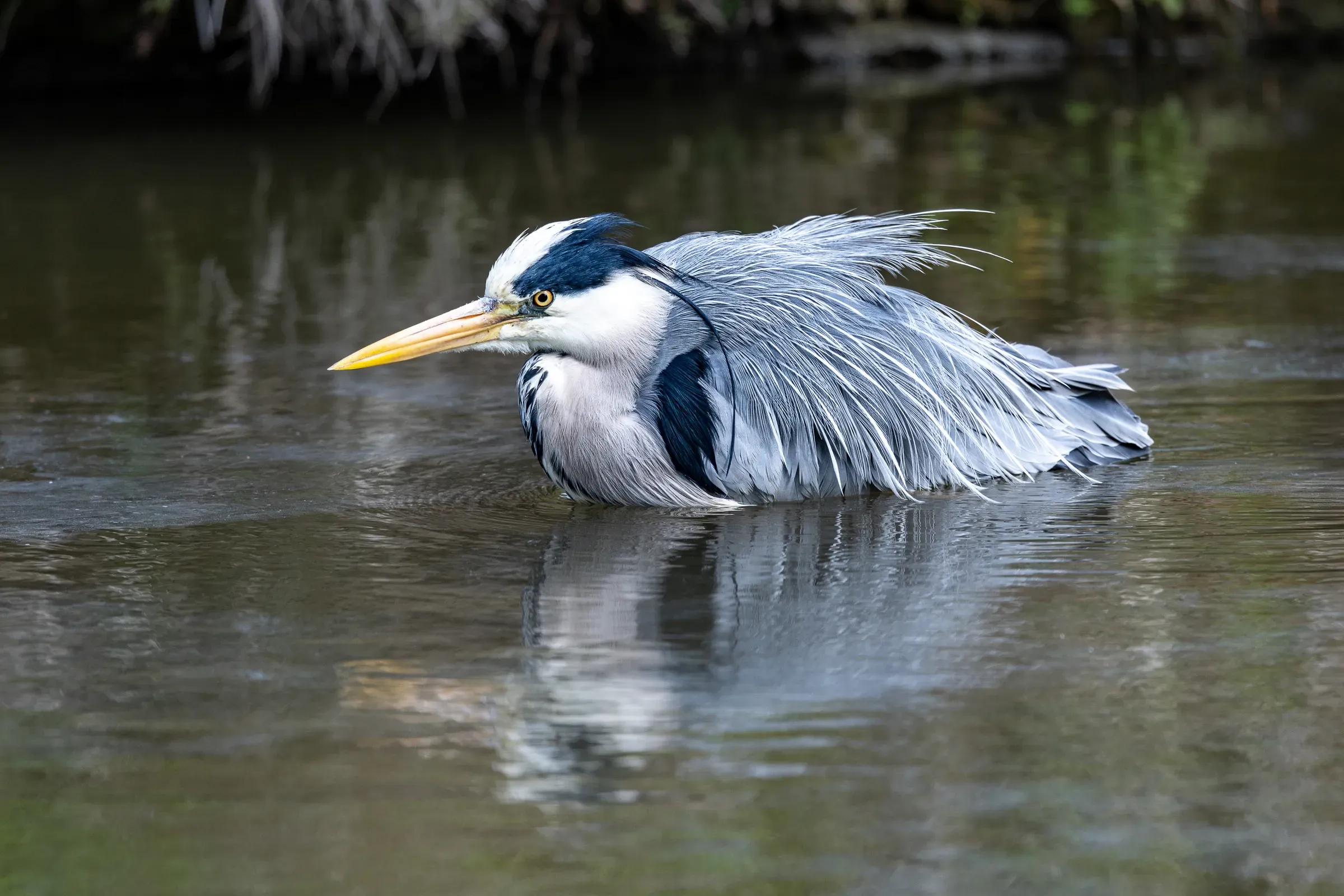 Grey heron wading chest-deep in a river, feathers ruffled outward, yellow beak low, dark water and vegetation behind