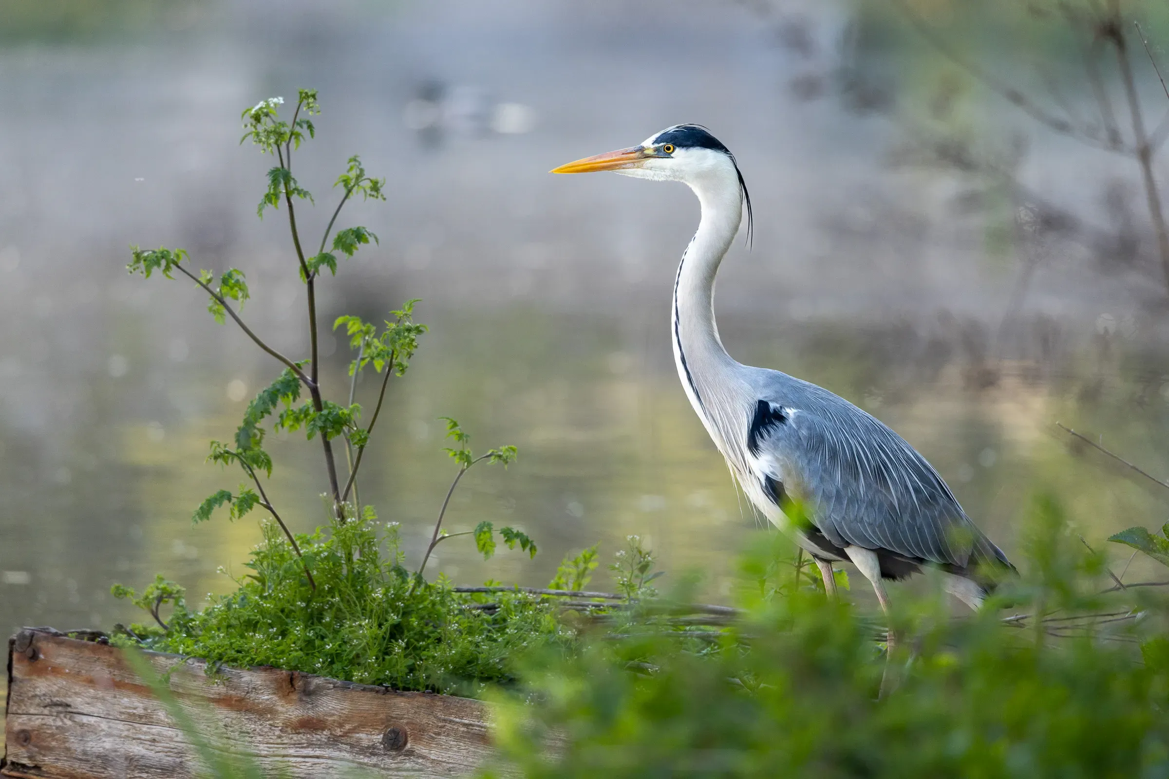 Grey heron standing beside a waterway among low green plants, soft morning mist over the water, calm and still