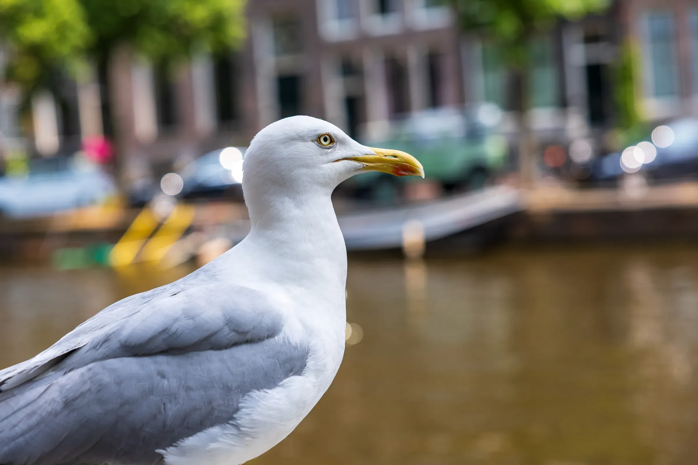 European herring gull in tight profile, yellow eye sharp, boats and Amsterdam canal buildings soft behind