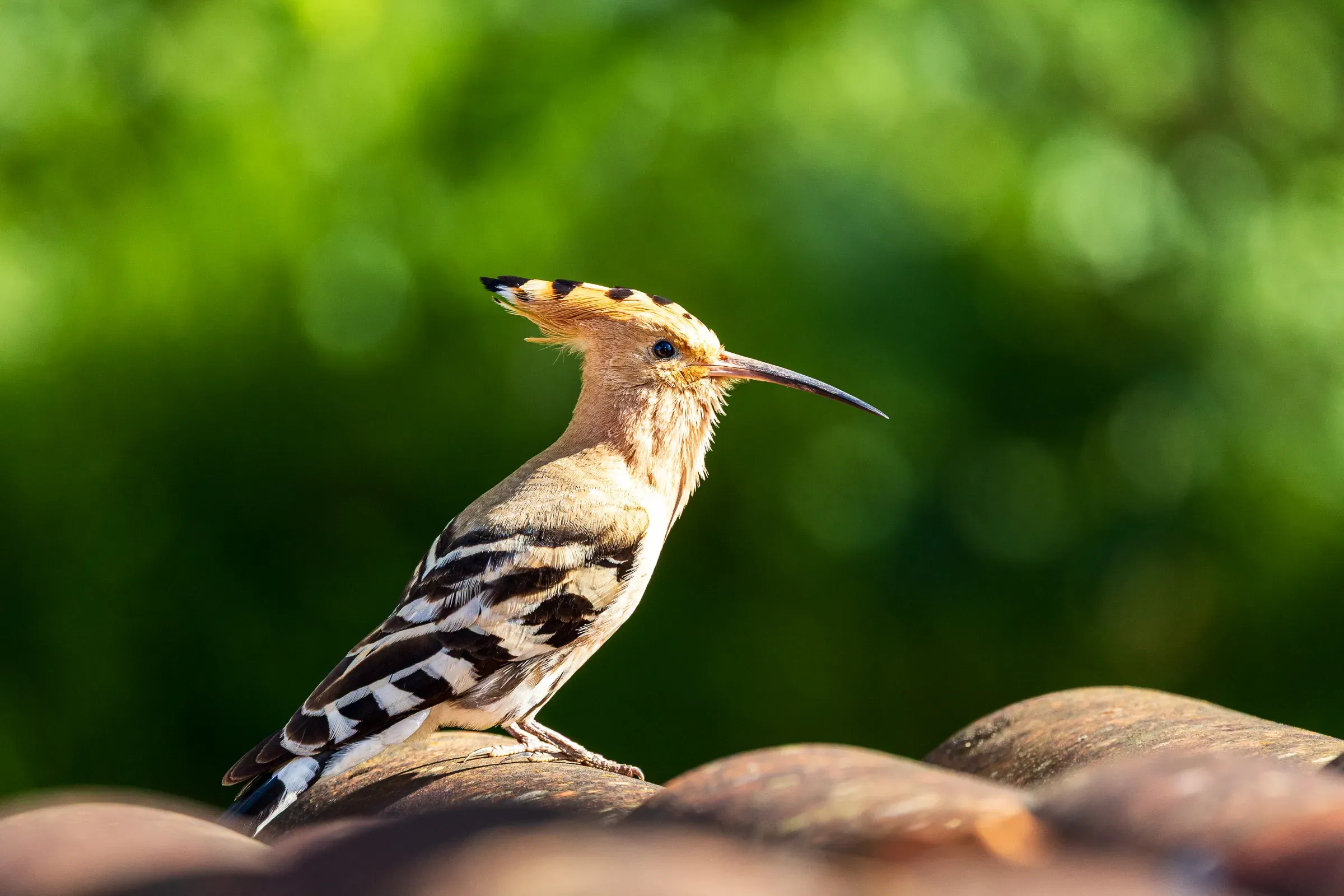 Hoopoe perched on a rock, distinctive striped crown fanned open, long curved beak, warm green bokeh behind