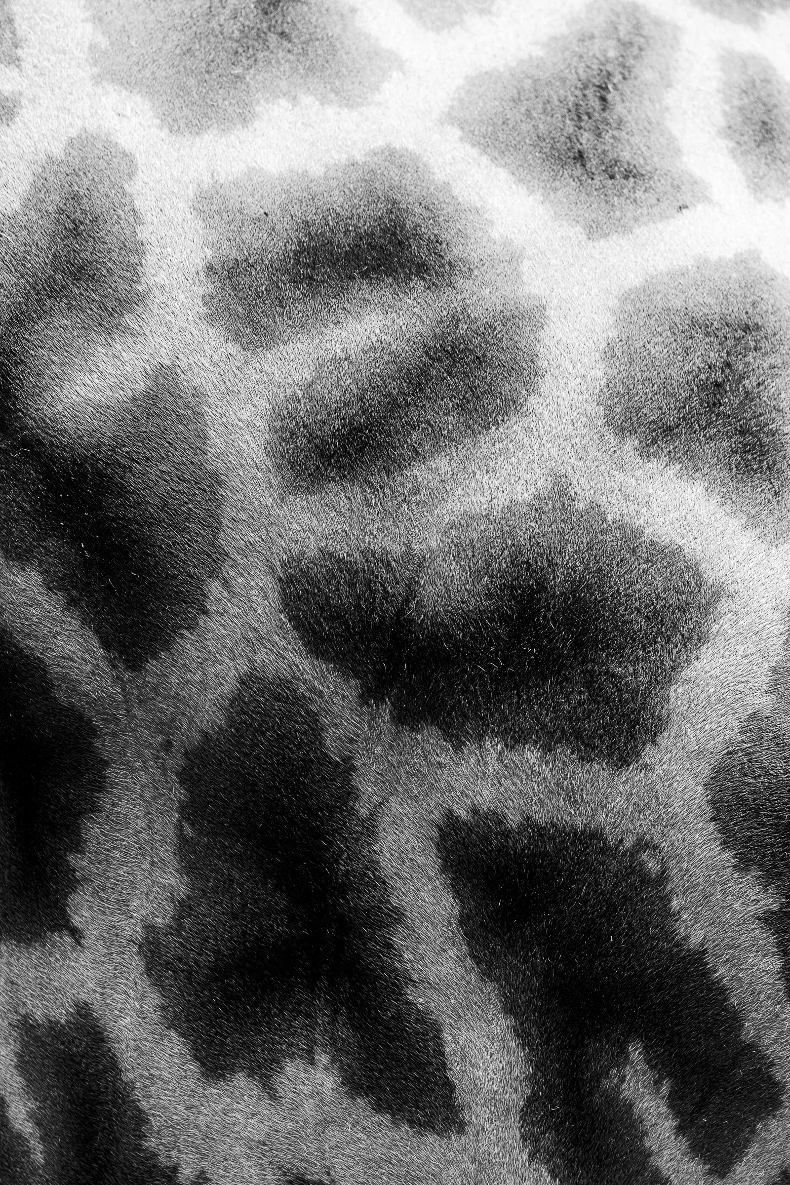 Extreme close-up of giraffe hide, irregular dark polygon patches on pale fur filling the entire frame as an abstract graphic pattern