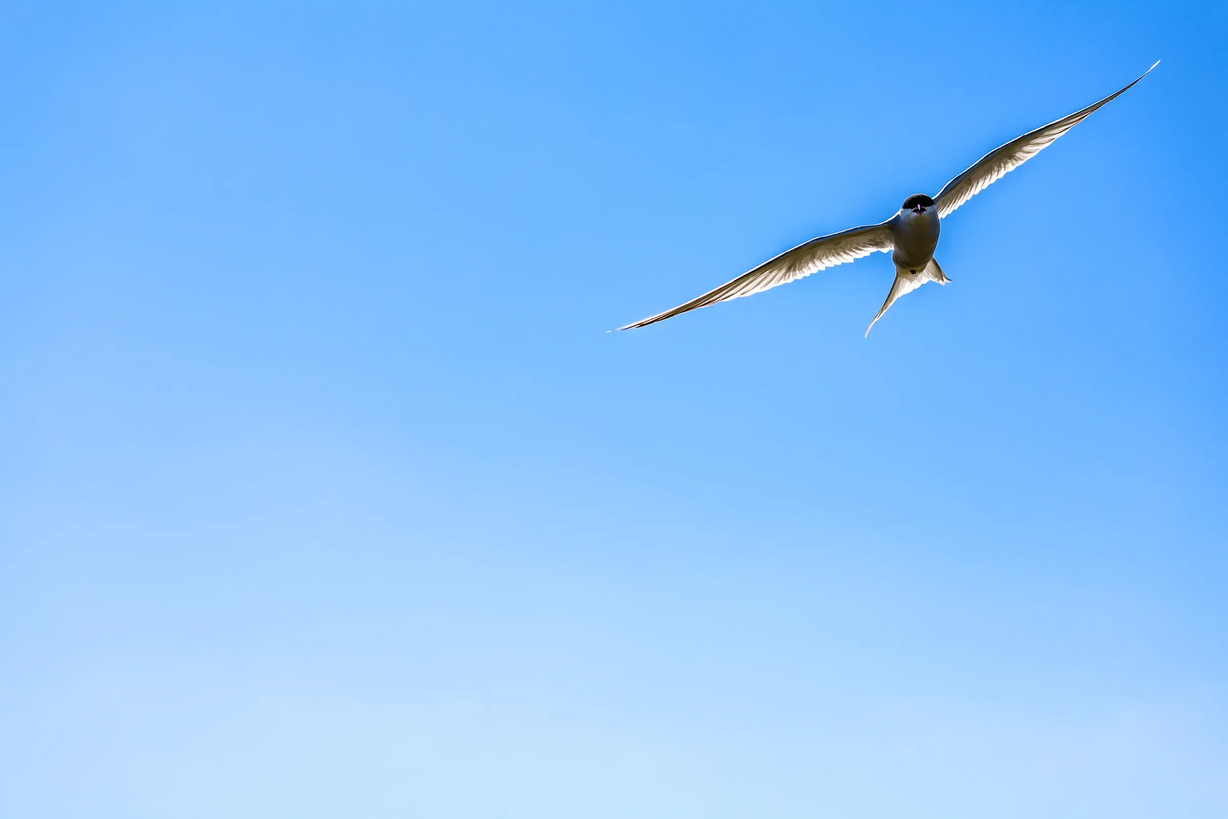 Common tern in flight against a clean blue sky, black cap, forked tail, long narrow wings fully extended