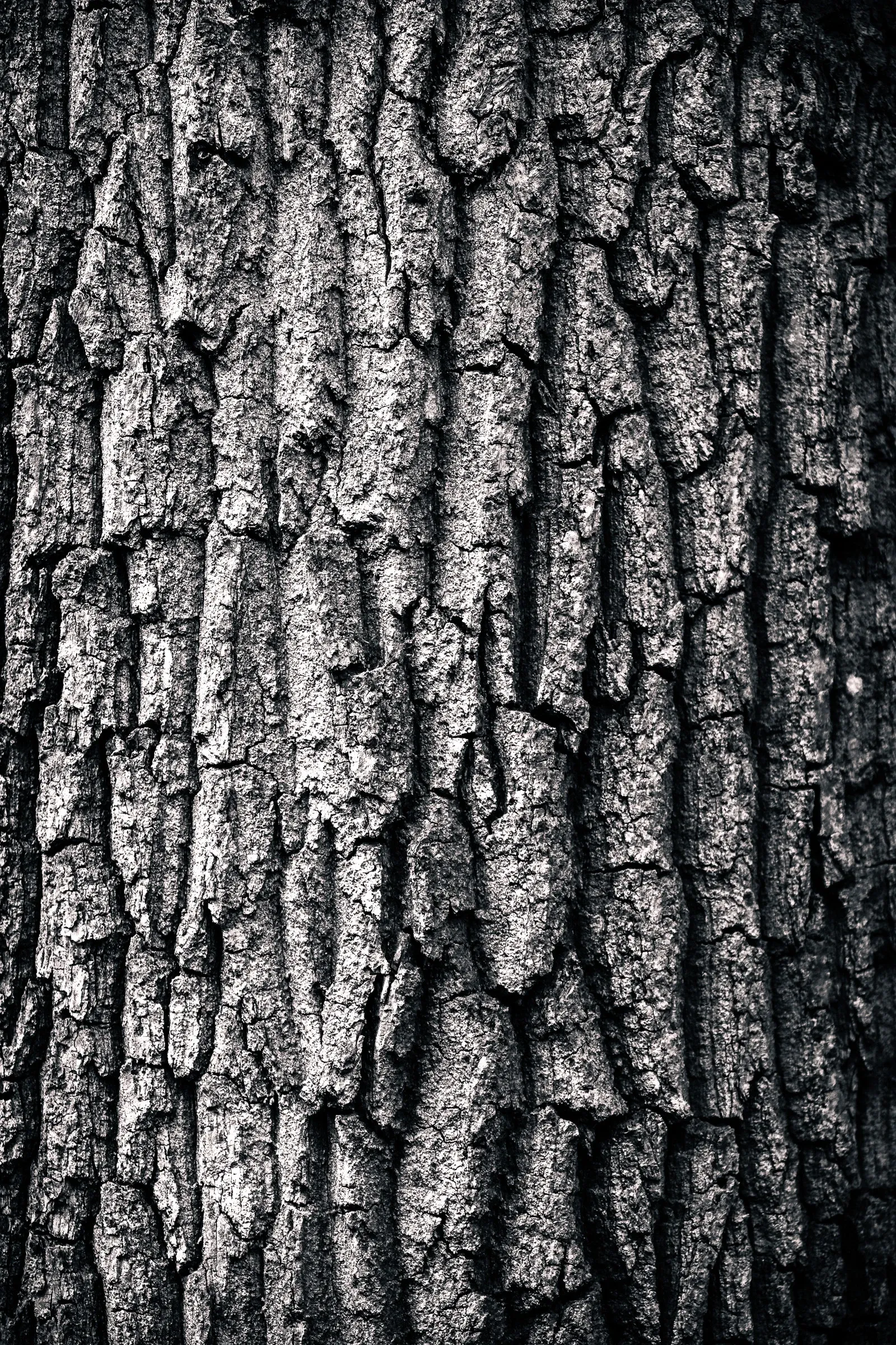 Close-up of deeply furrowed tree bark, vertical ridges and crevices filling the frame as texture, high contrast black and white
