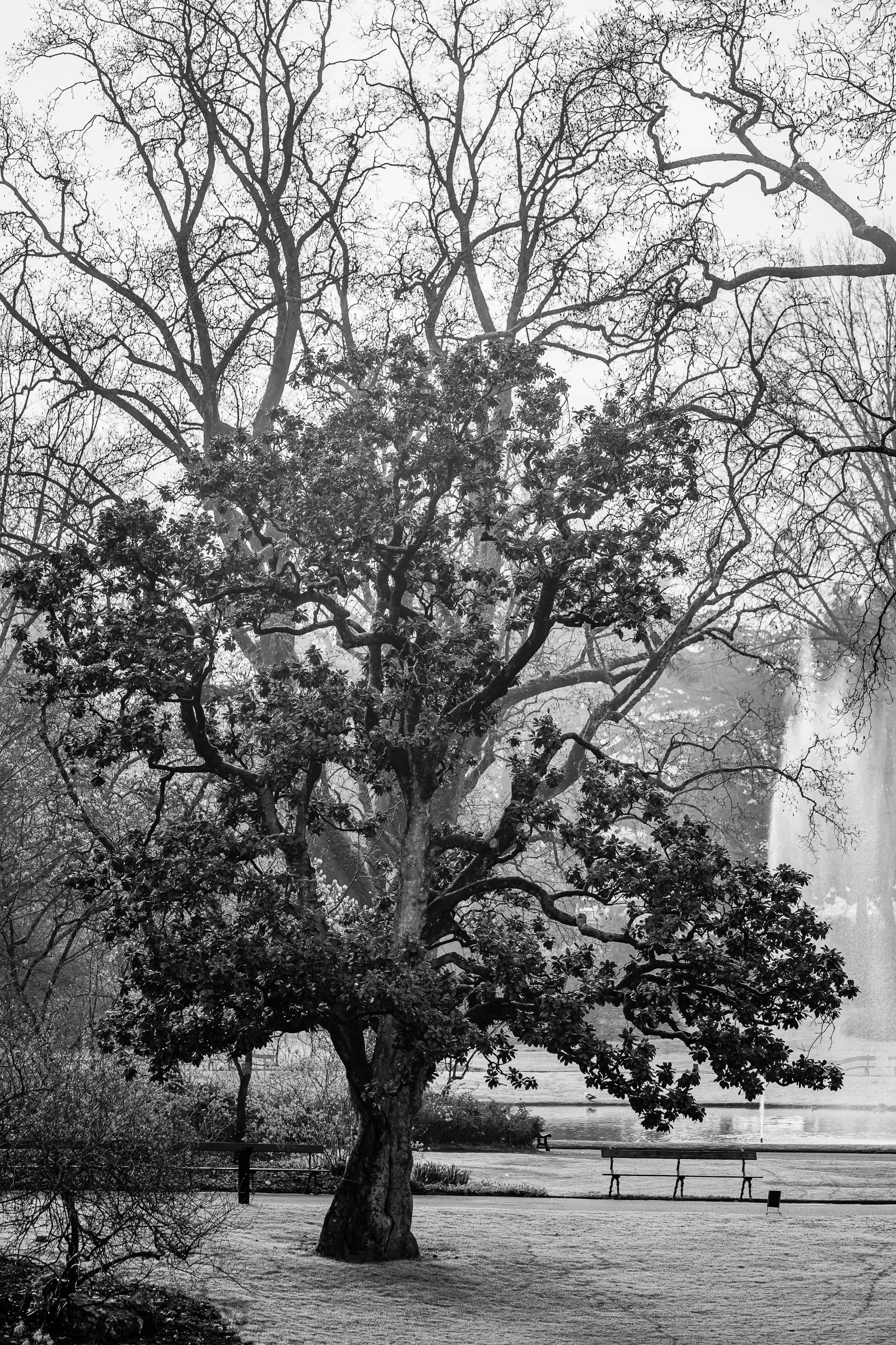 An old magnolia tree in a city park, its twisted limbs holding the last leaves among the bare winter branches of surrounding trees, a bench and fountain blurred behind