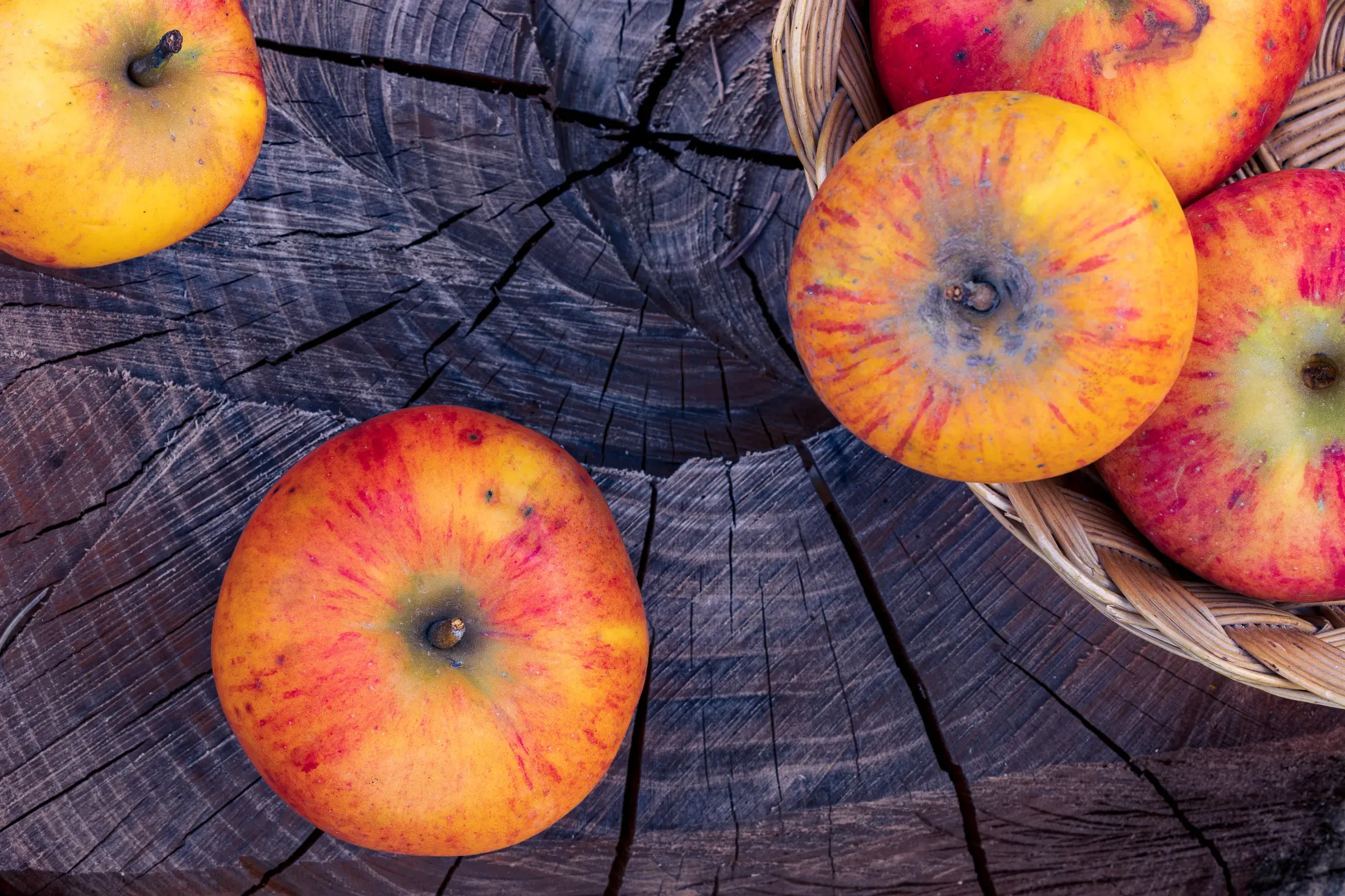 Overhead of heirloom apples — streaked red, orange and yellow skin — on a weathered tree stump cross-section, a wicker basket at the edge