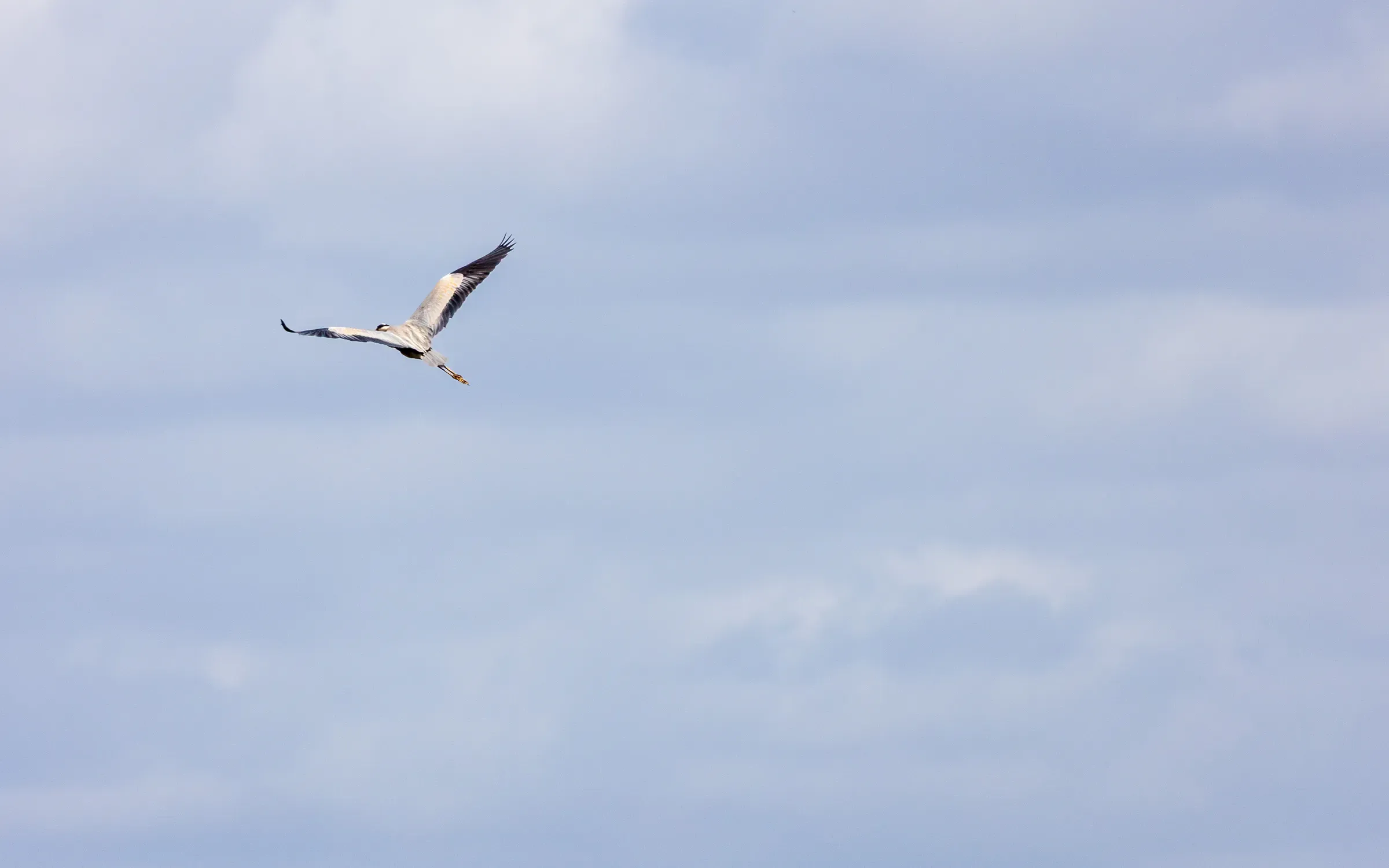Heron flying, wings fully deployed
