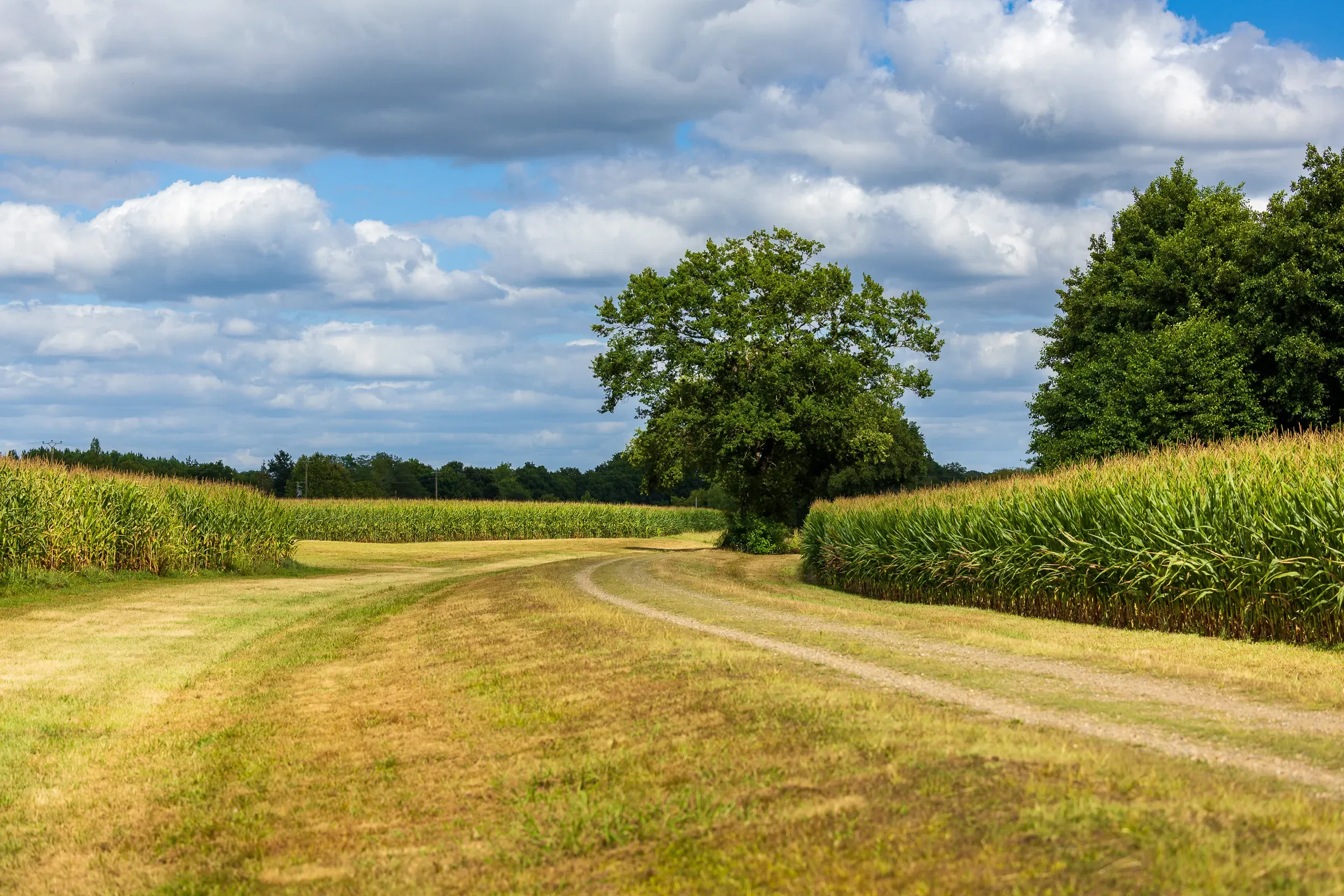 Dirt path through corn fields leading to a lone tree under a blue sky