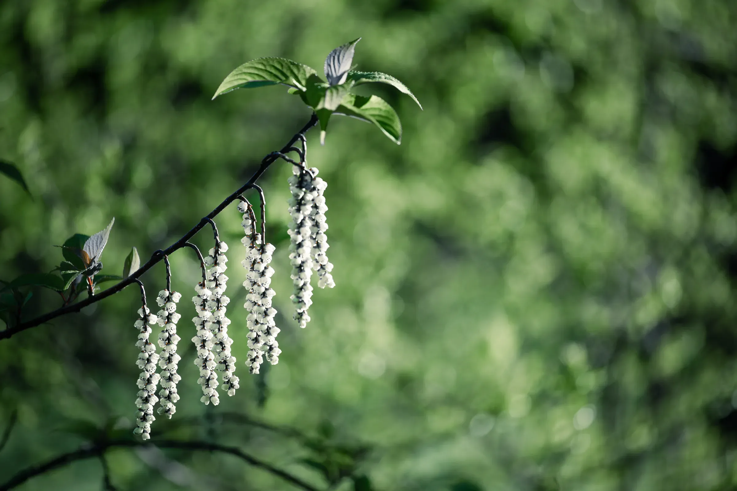white flowers in spring on a green blurred background