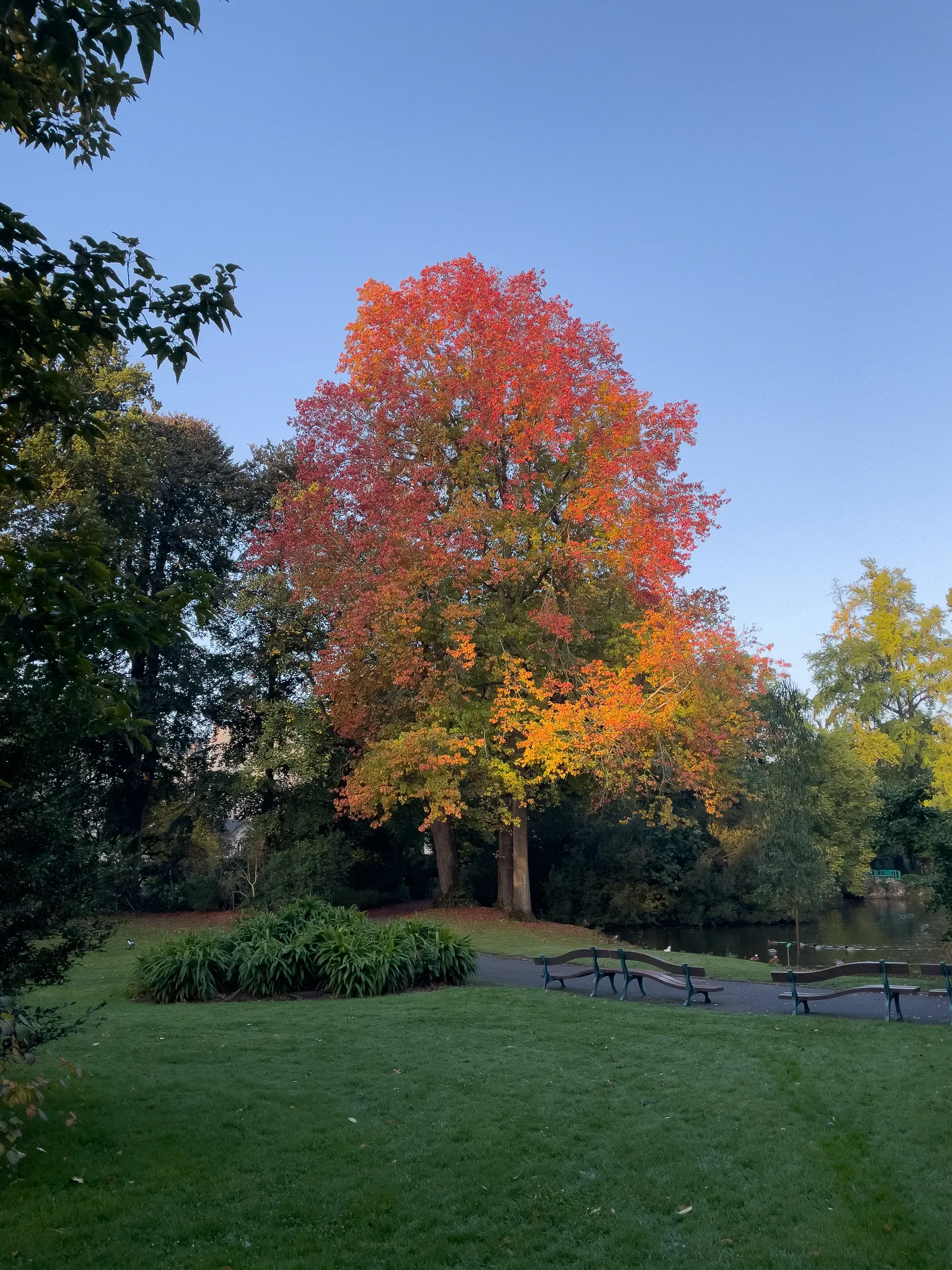 Large tree with brilliant red and orange autumn foliage in a park, Jardin des Plantes, Nantes