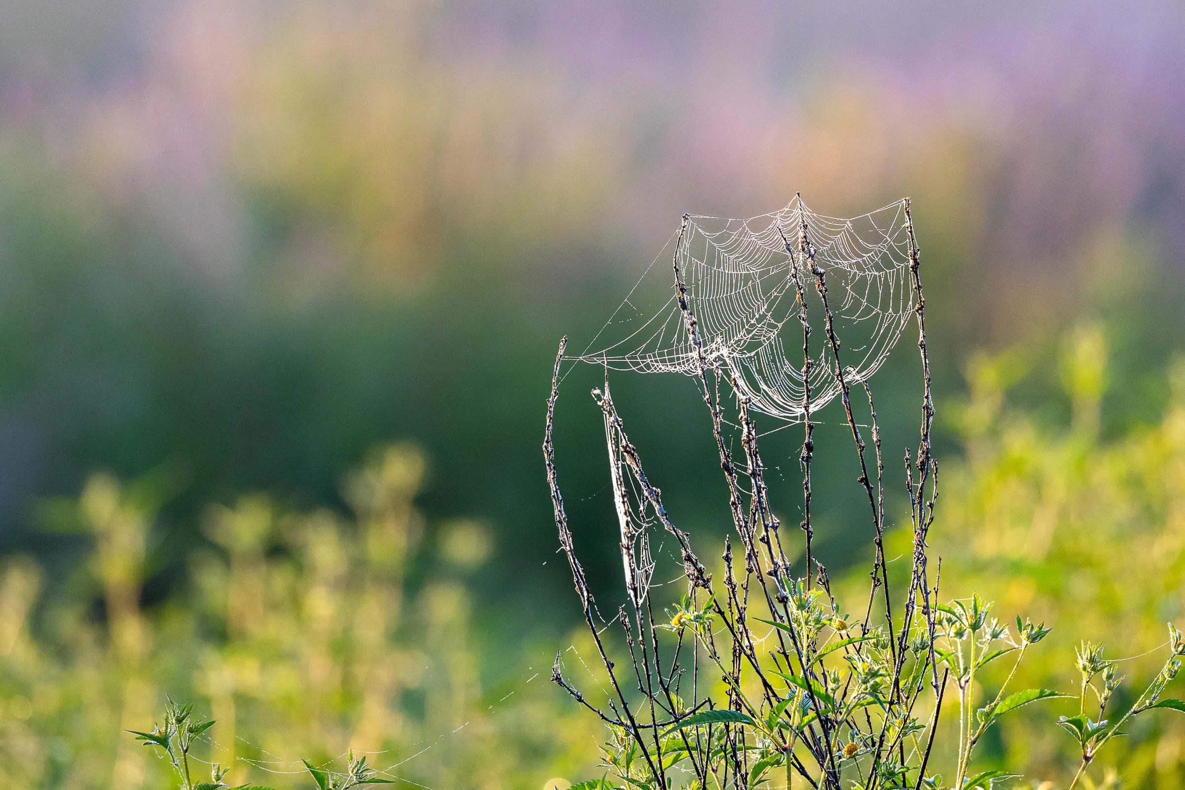 Spider web on a blurry background
