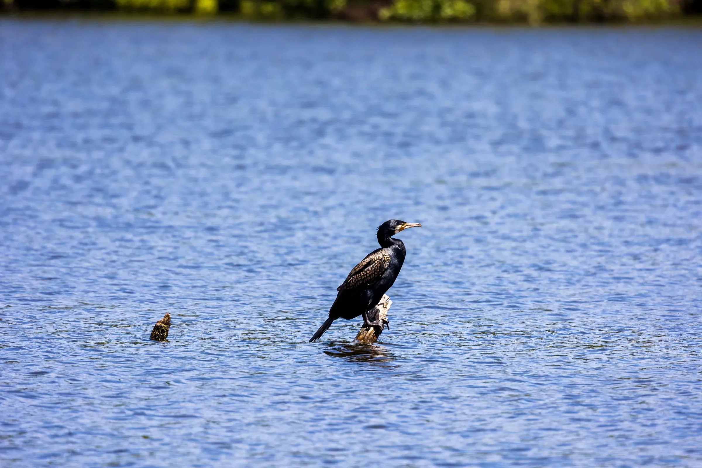 Great cormorant perched on wood in the middle of a river