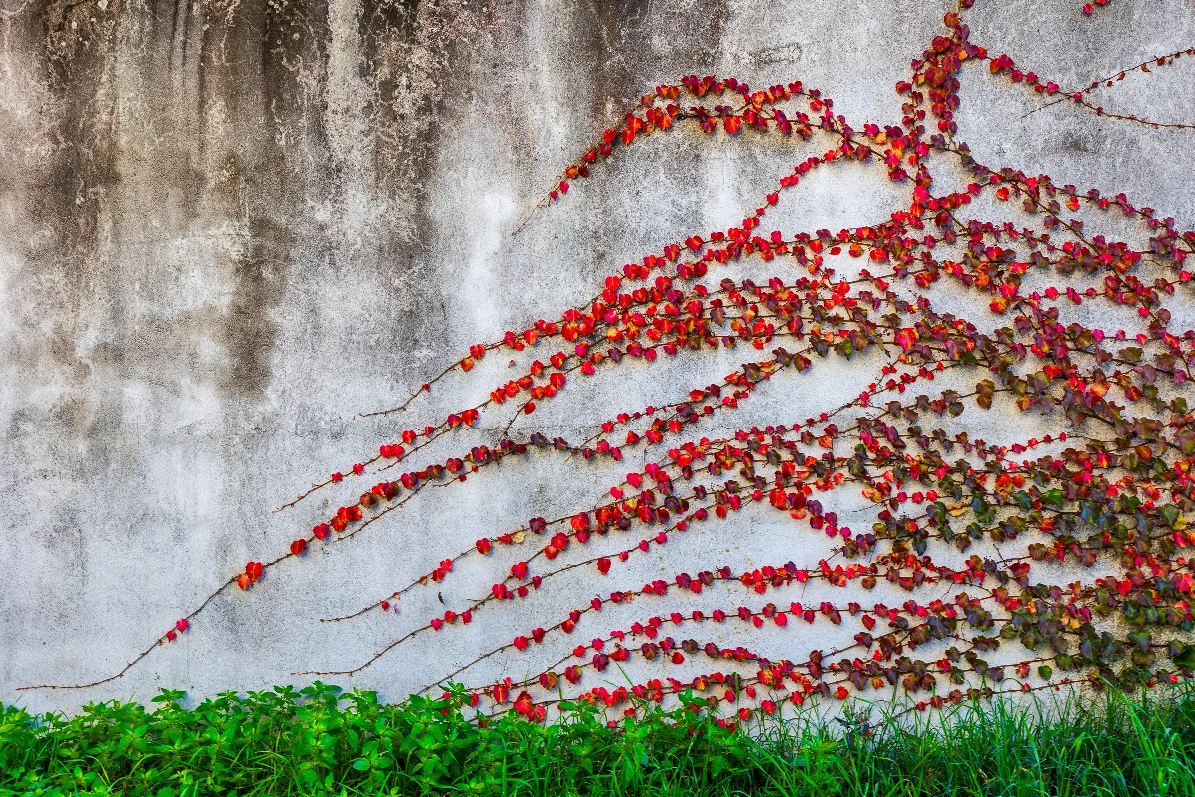 Red Virginia creeper spreading across a grey concrete wall, Bordeaux