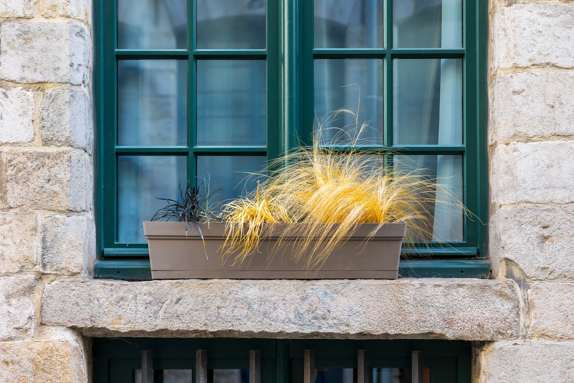 Teal-framed window with a planter of golden feather grass on a stone facade, Lille